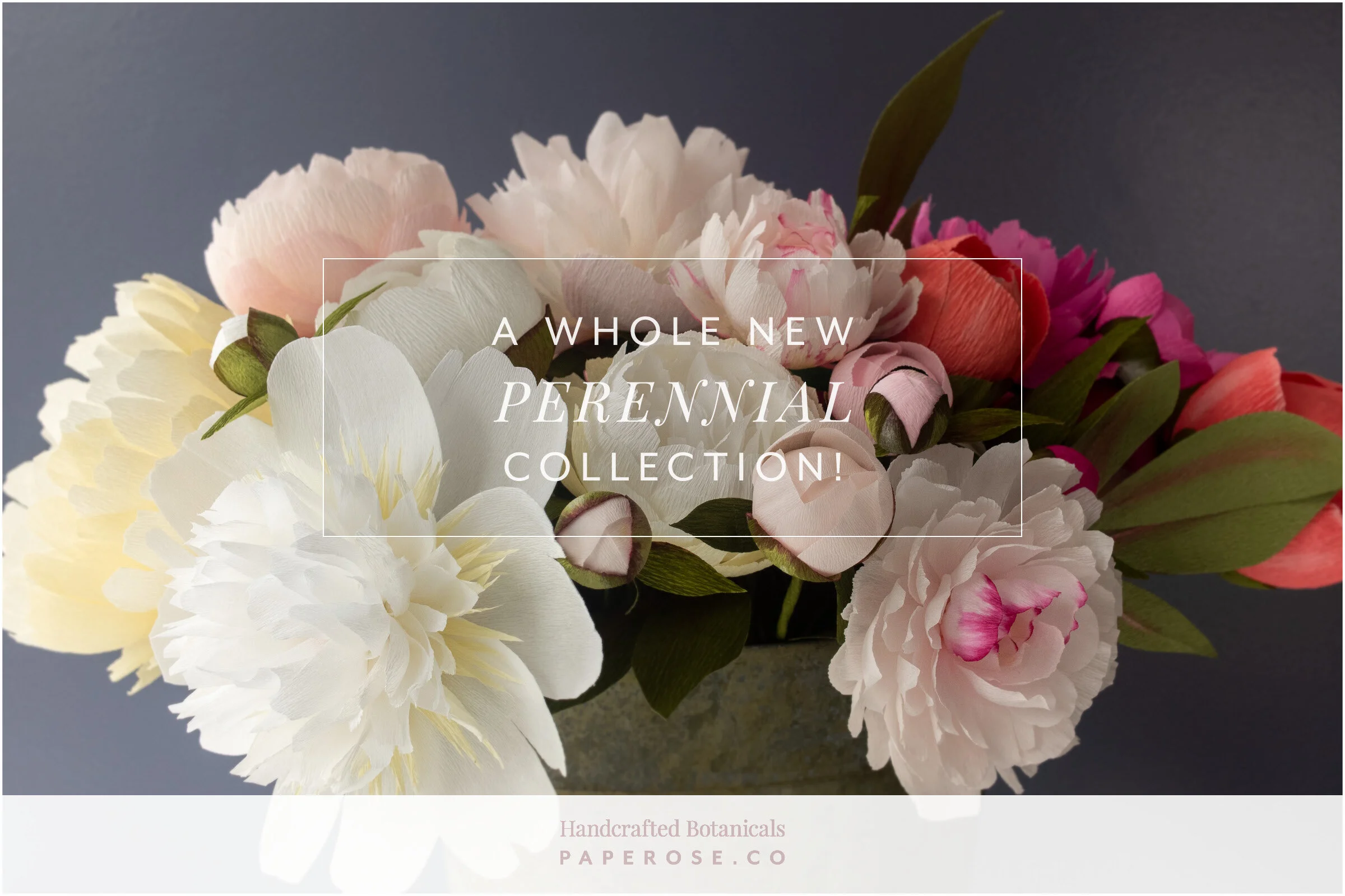 A Whole New Perennial Collection! — Paper Rose Co.