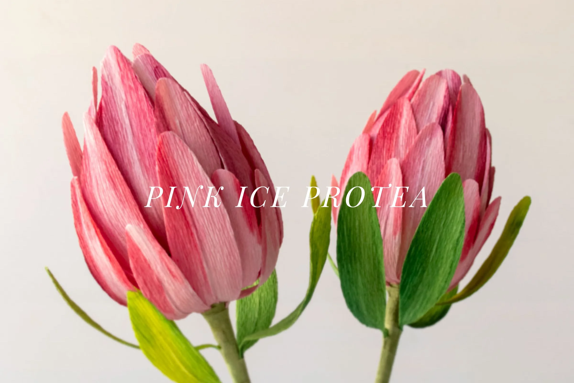 Pink Ice Protea