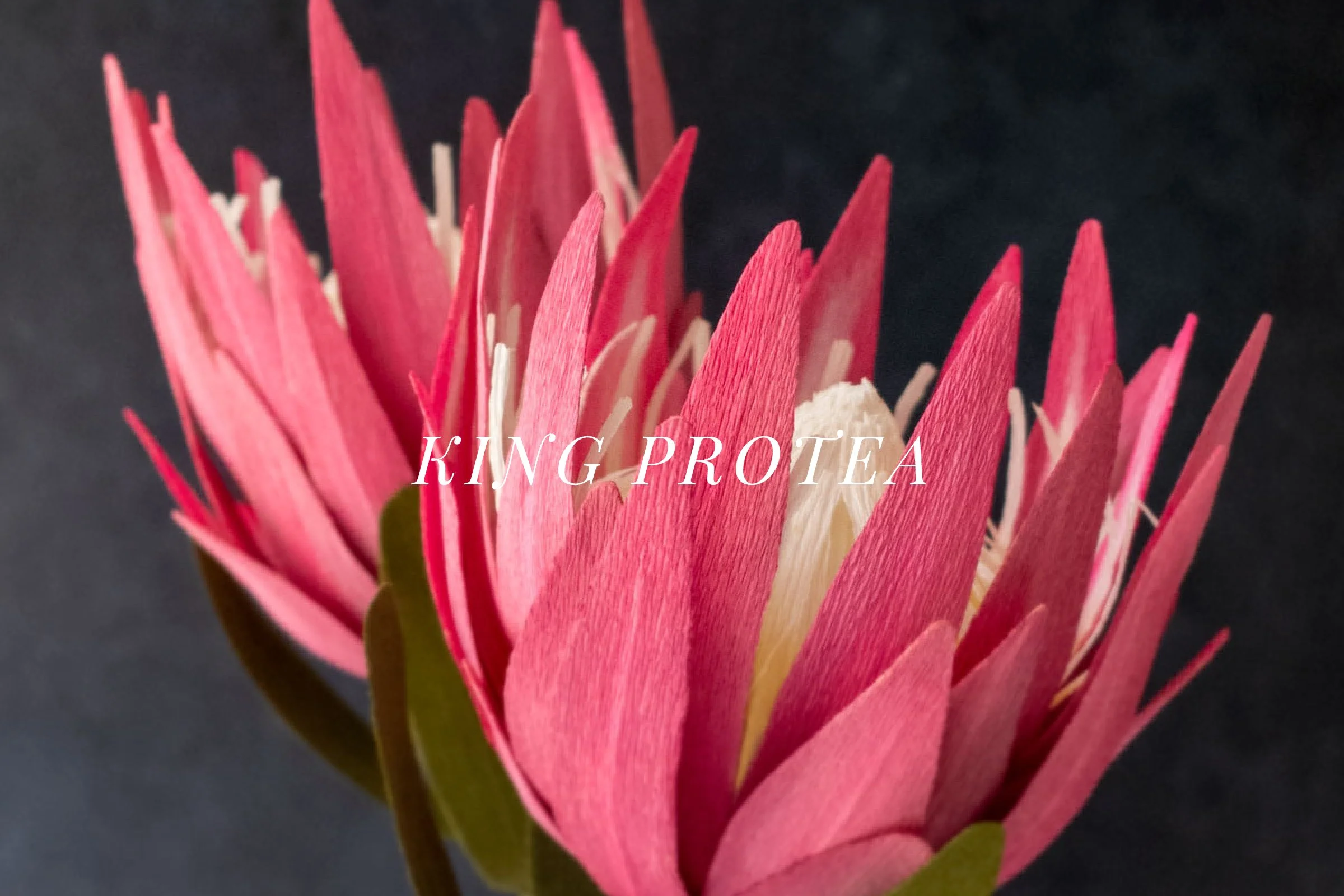 King Protea