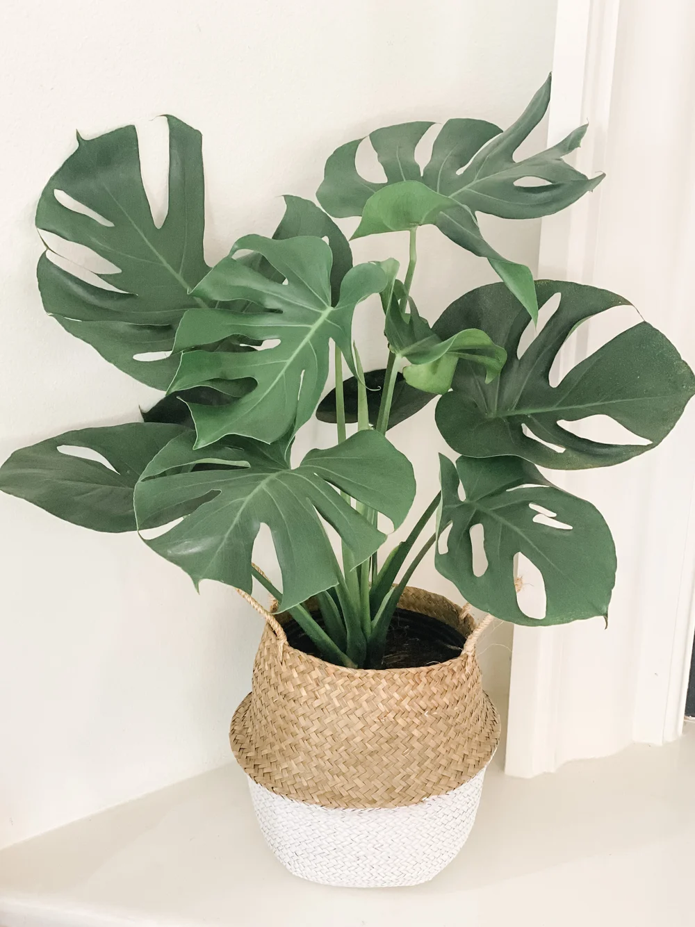 XL Monstera  Vibe