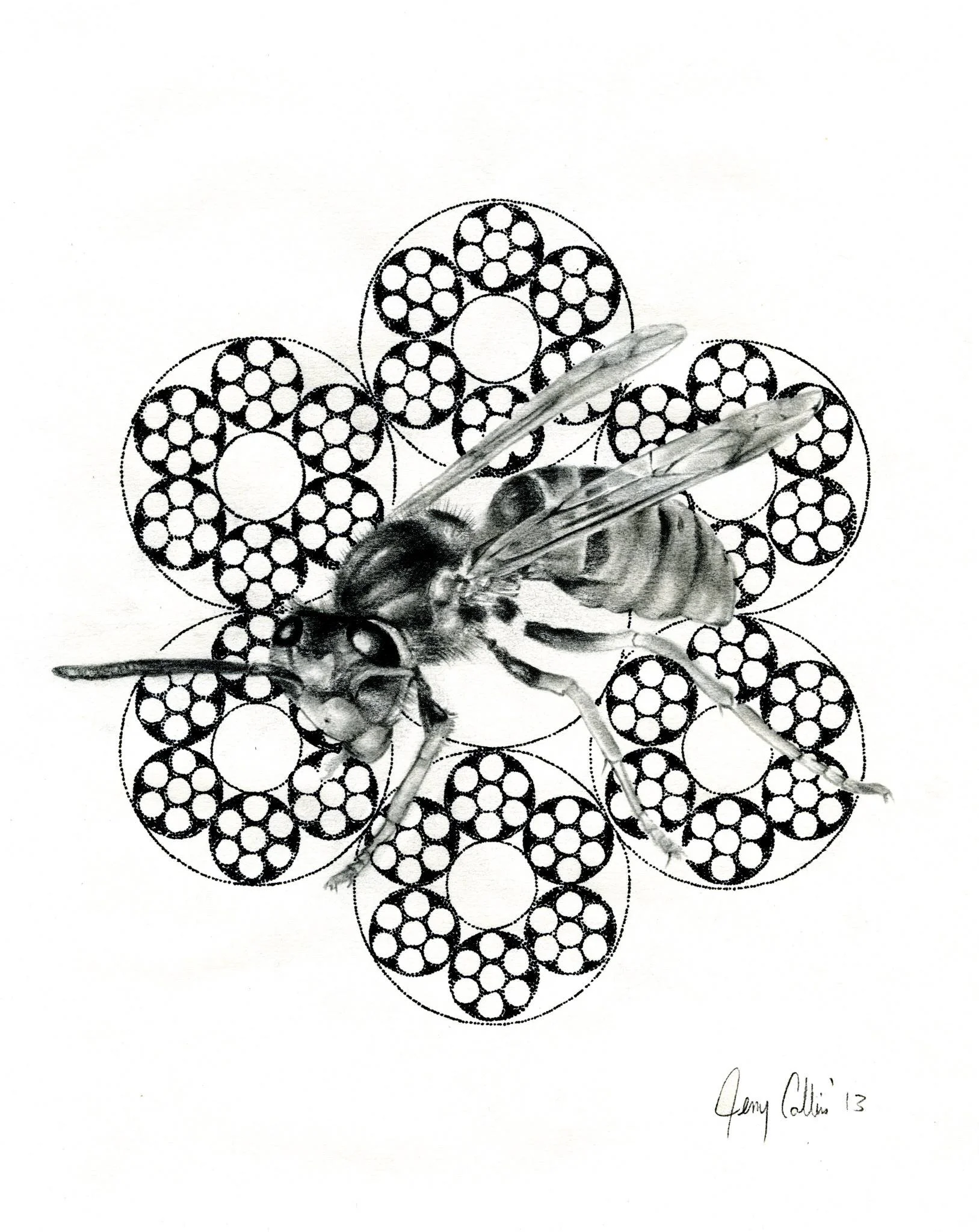 4wasp.jpg