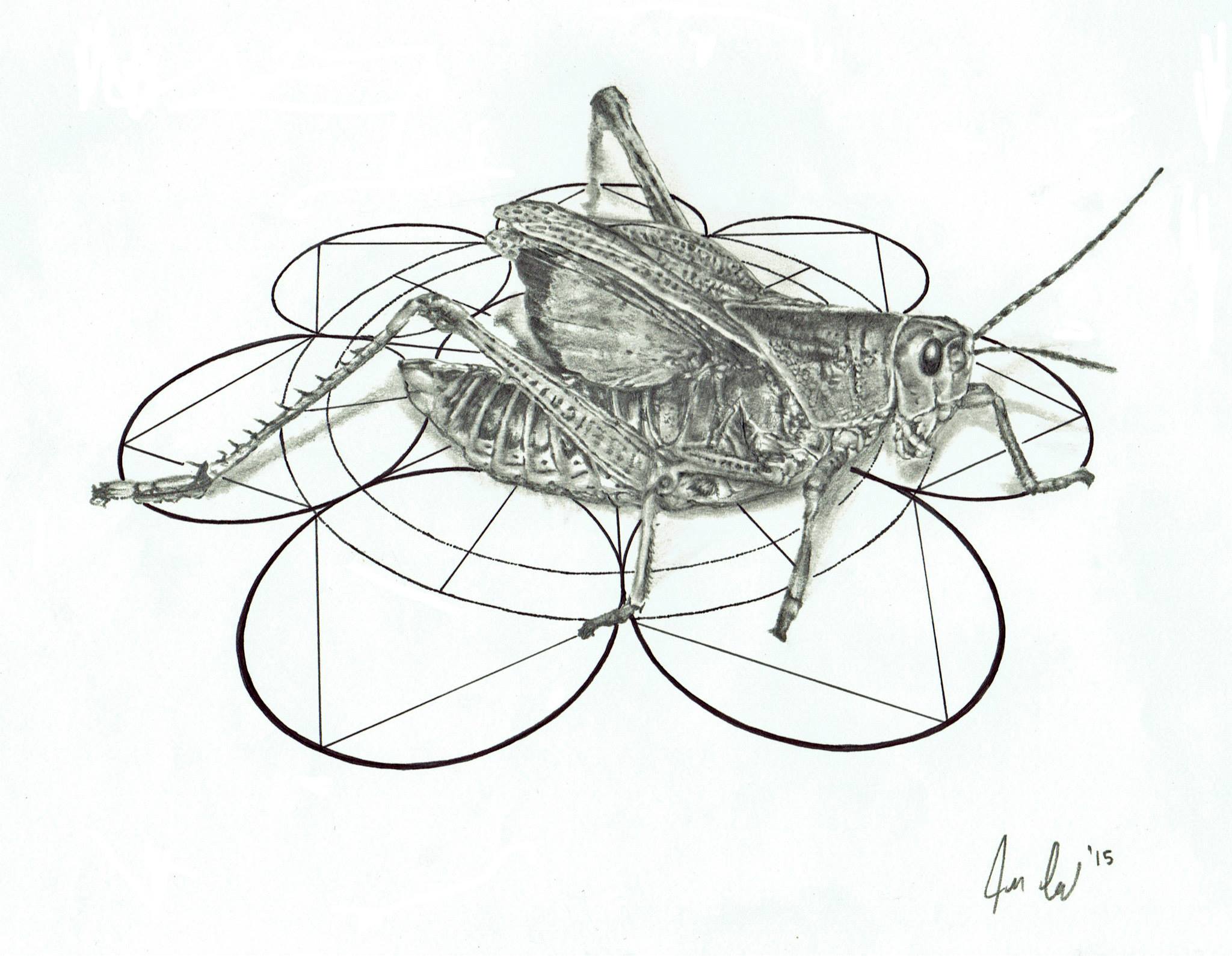15grasshopper.jpg