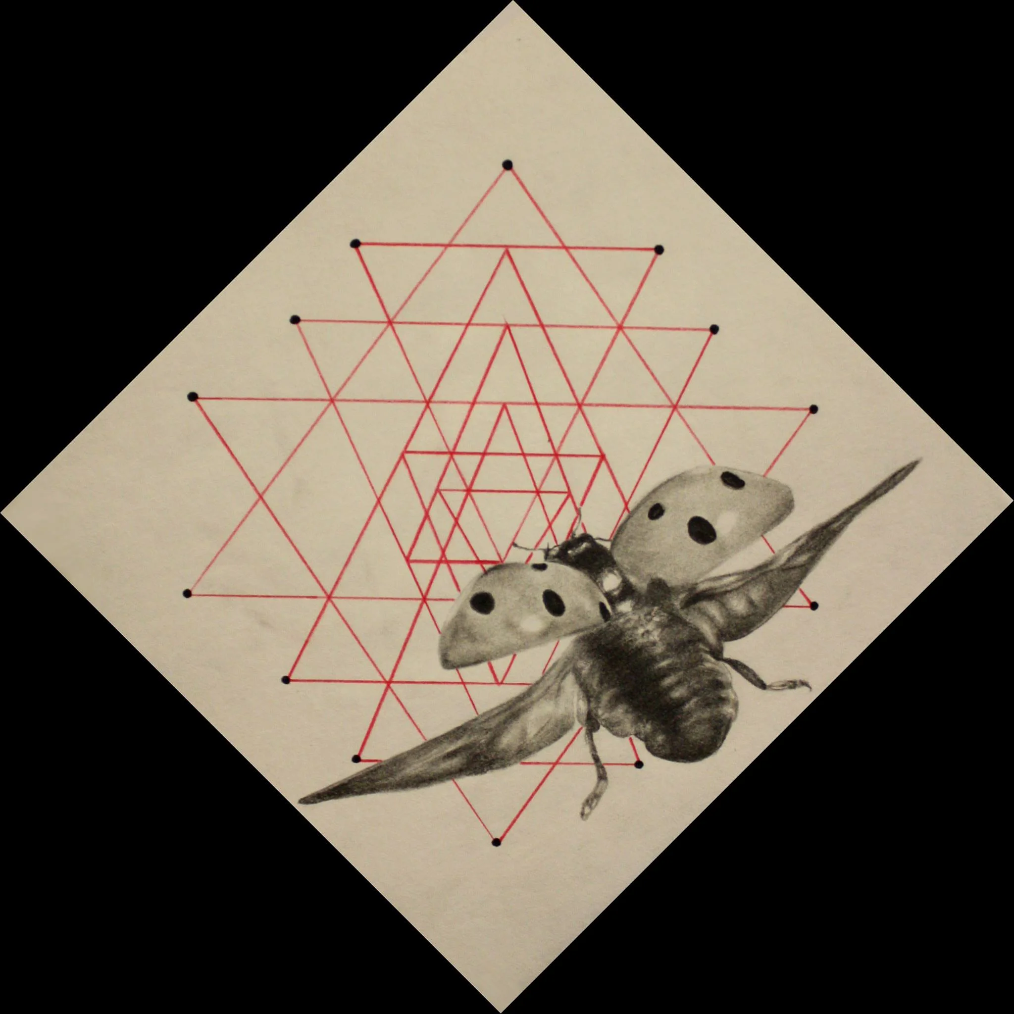 19ladybug.jpg