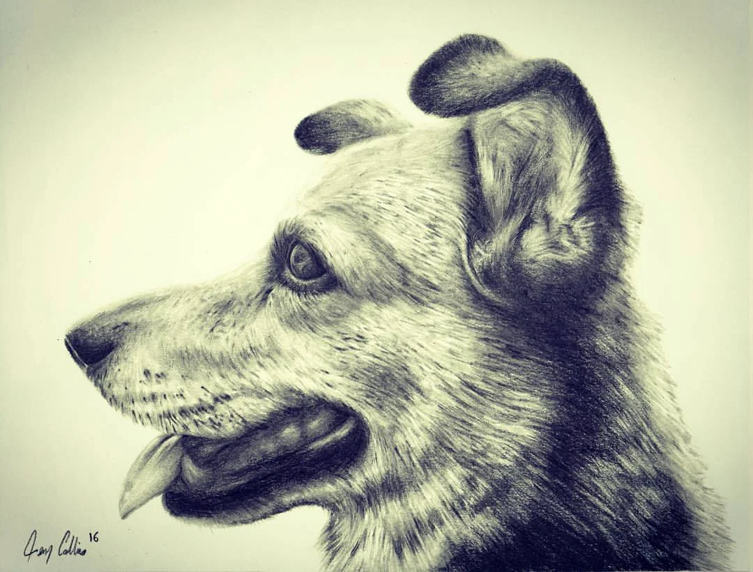 Dog portrait