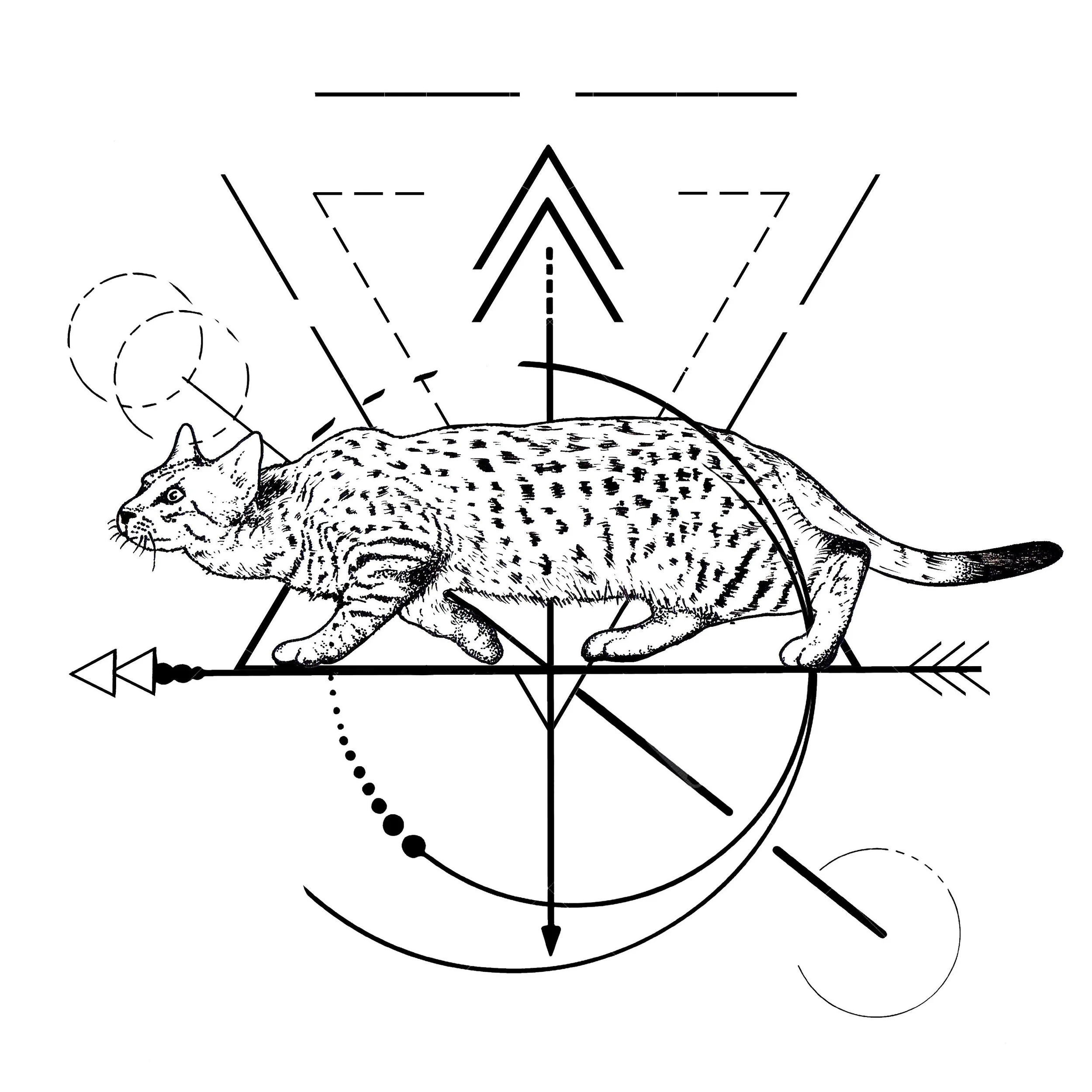 cheetah.jpg