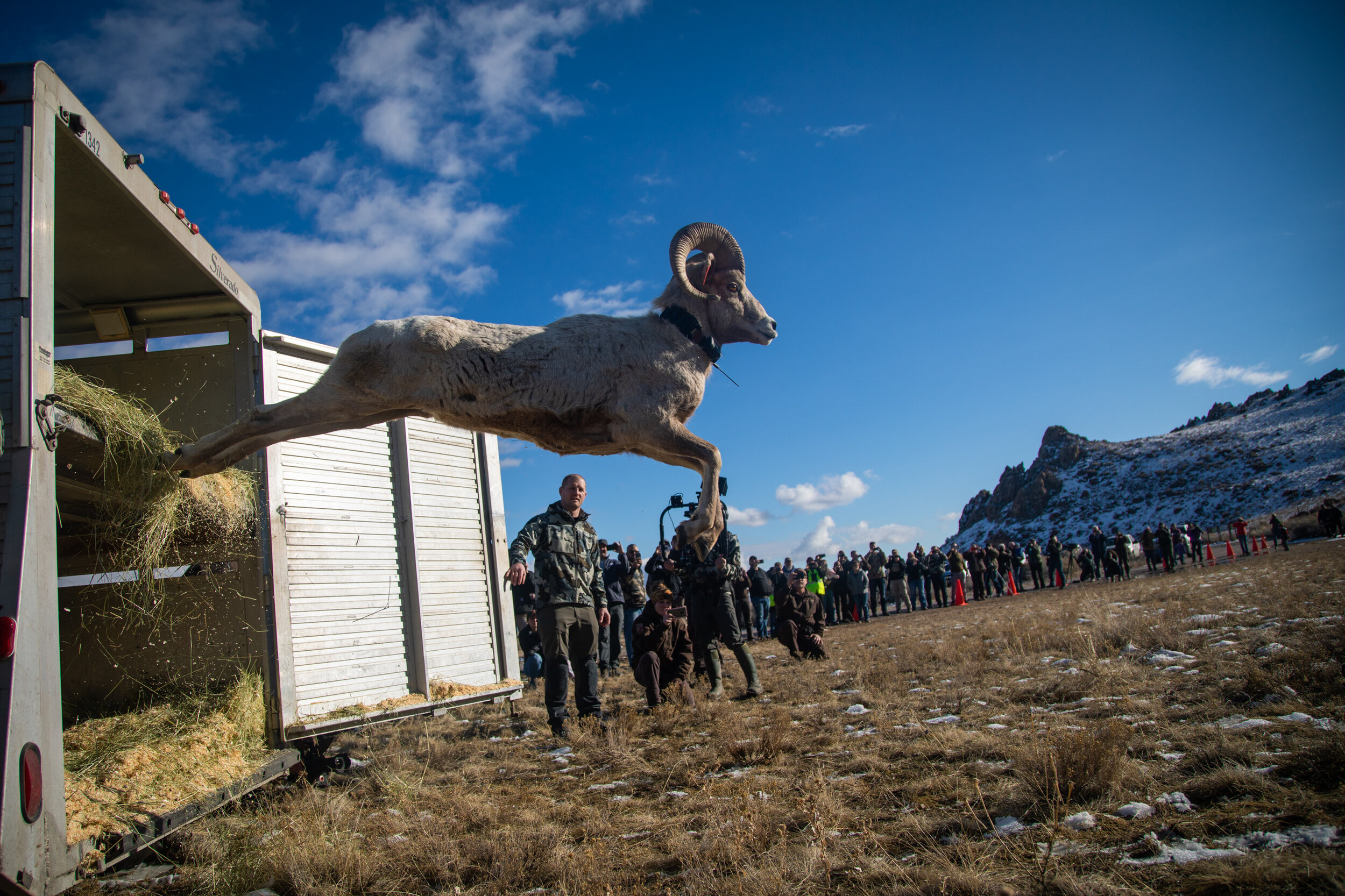  The Utah Division of Wildlife Resources released 25 bighorn sheep on Wednesday, Jan. 29, 2020, on Antelope Island. The sheep were transported from Montana to establish a new herd on the Island after a 2018 respiratory virus wiped out the preexisting