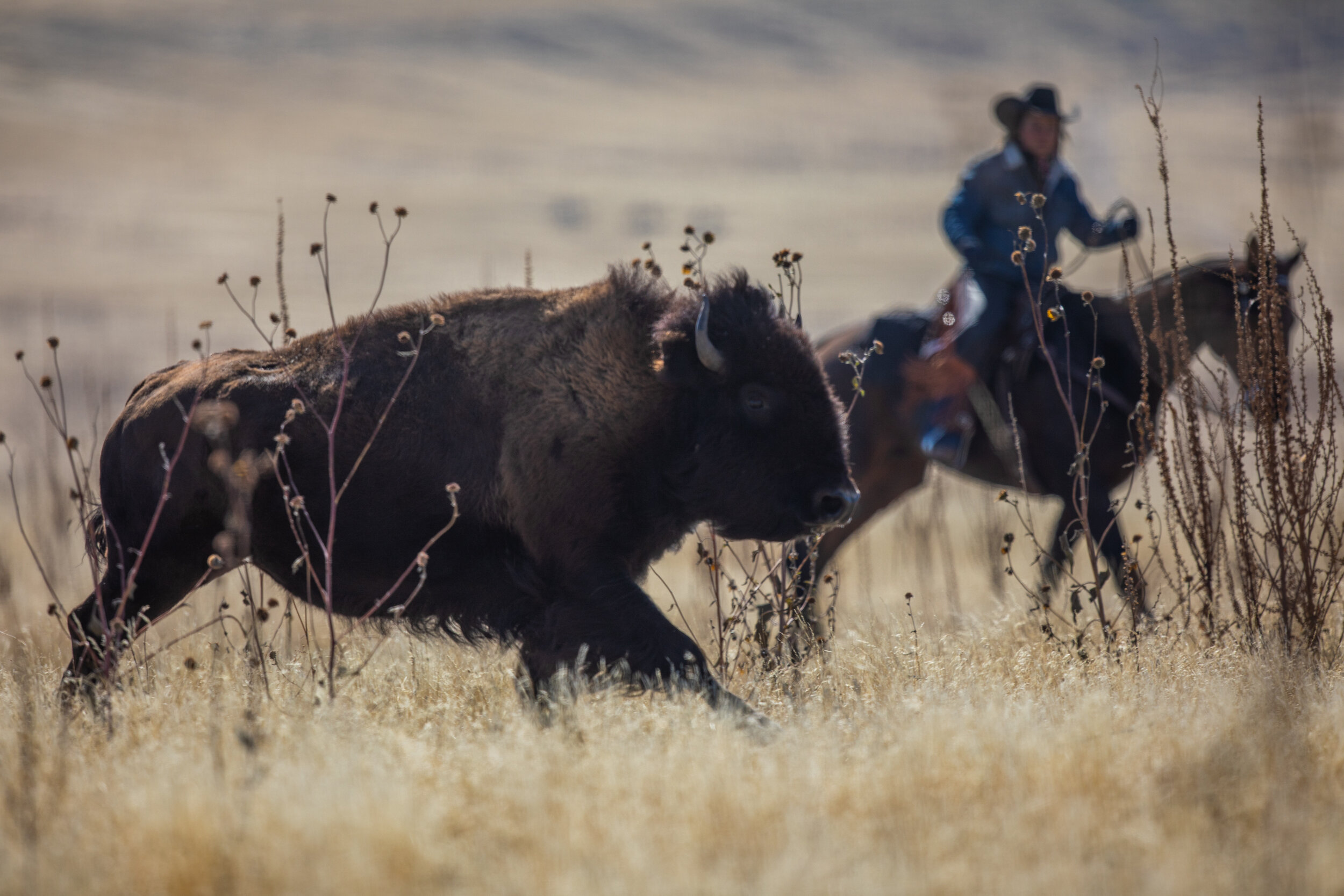  Cowboys, cowgirls and throngs of spectators gather for the 33rd Annual Bison Roundup on Saturday, Oct. 26, 2019, on Antelope Island. The herd of nearly 700 is moved to the north end of the island into a corral to be sorted and vaccinated. 