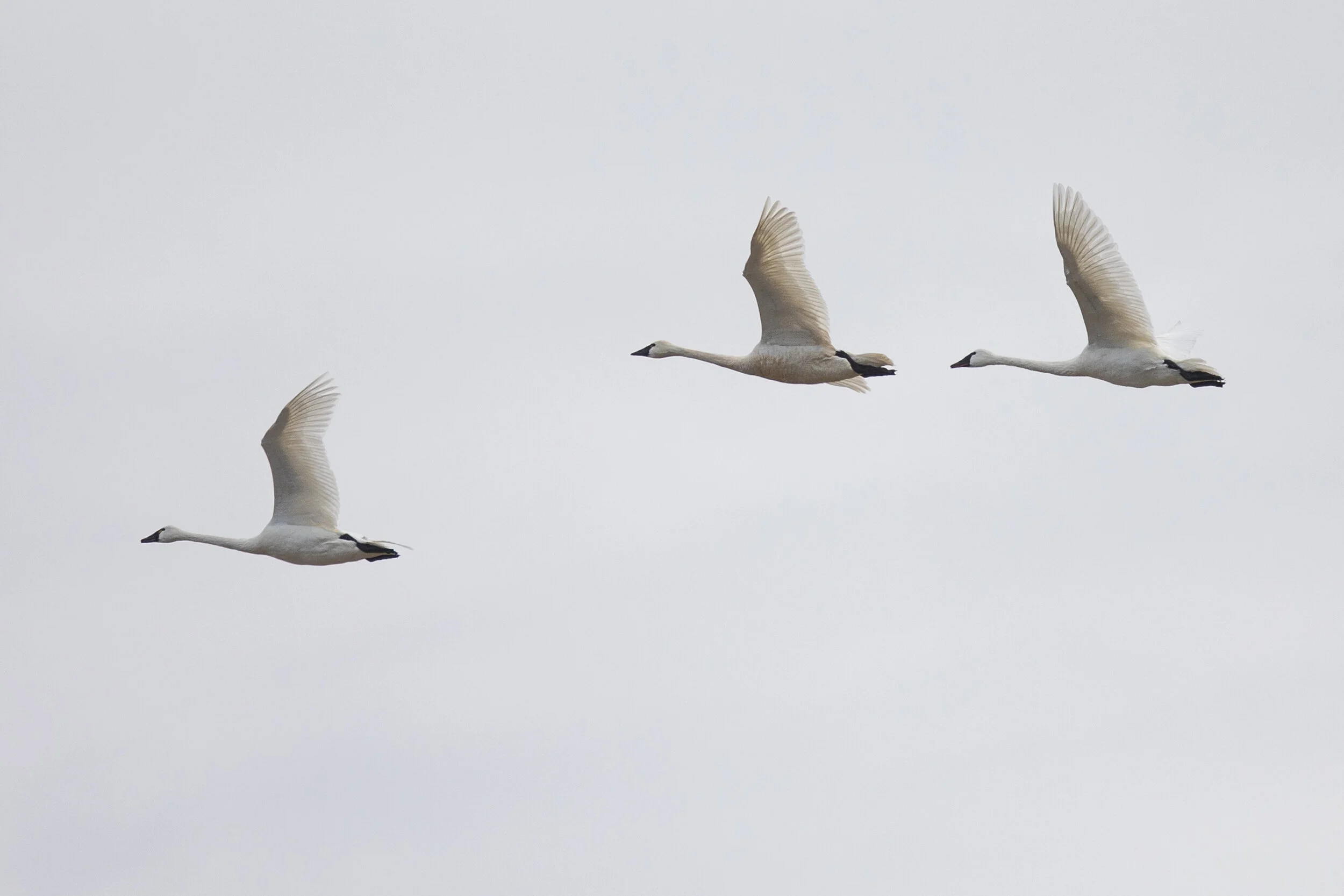 FTSG_8596281464_Swan.JPG