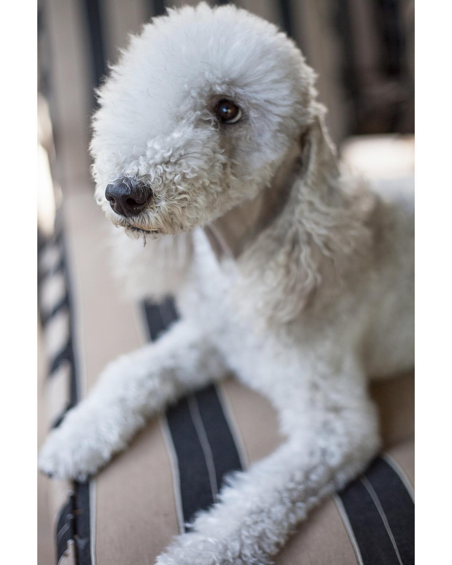 Missing this sweet pup on throwback thursday. Poppy was the gentlest pupper - even though her breed was originated as a killer of vermin and hunting companion. ⁣
⁣⁣
#bedlingtonterrier #lookslikealamb #northumberland #throwbackthursday #tbt #sheismiss