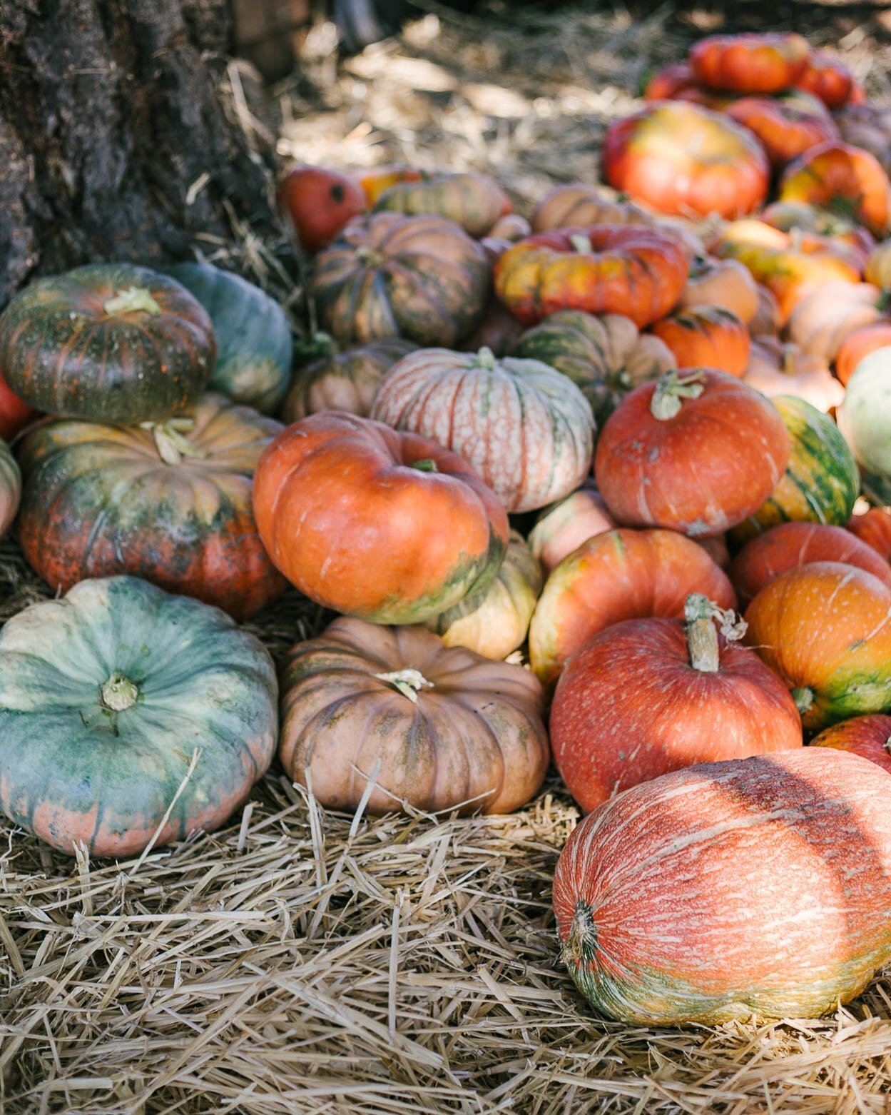 Taken on one of the clearer days here in Napa. Missing true fall weather 🍁🍂⁣
⁣
#pumpkinseason #itsfallyall #wherethefallweatherat #napavalley #bigranchfarms #shoplocal #autumn #cinderellapumpkin #fairytalepumpkin #canon5dmarkiv