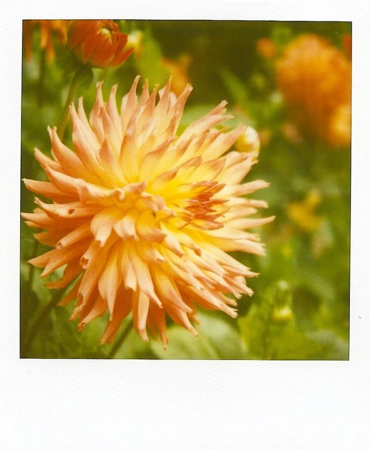 Polaroid from the archives.⁣
⁣
#polaroid #polaroidfilm #polaroidcamera #polaroidlove #expiredfilm #sx70sonar #instantfilm #filmisnotdead #shootmorefilm #naturephotography #naturelovers
