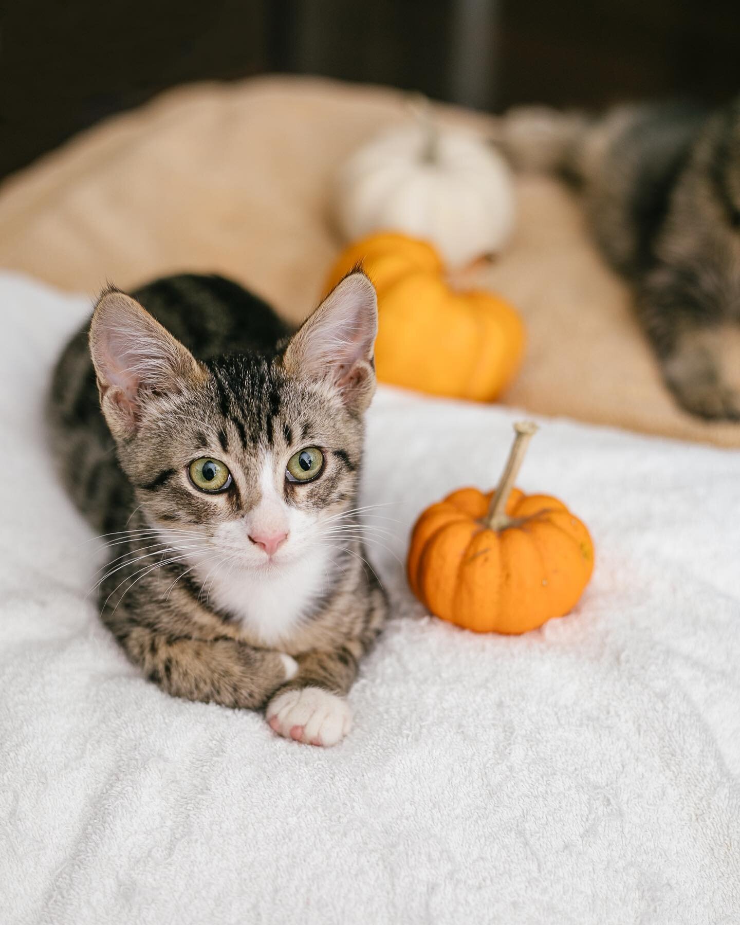 You&rsquo;ve heard of ladies who lunch, but have you heard of boys who brunch? Meet Bagel (short haired tabby with white belly and paws) and Lox (long haired tabby). These boys are a fun, playful, silly duo that came from separate litters. This is ou
