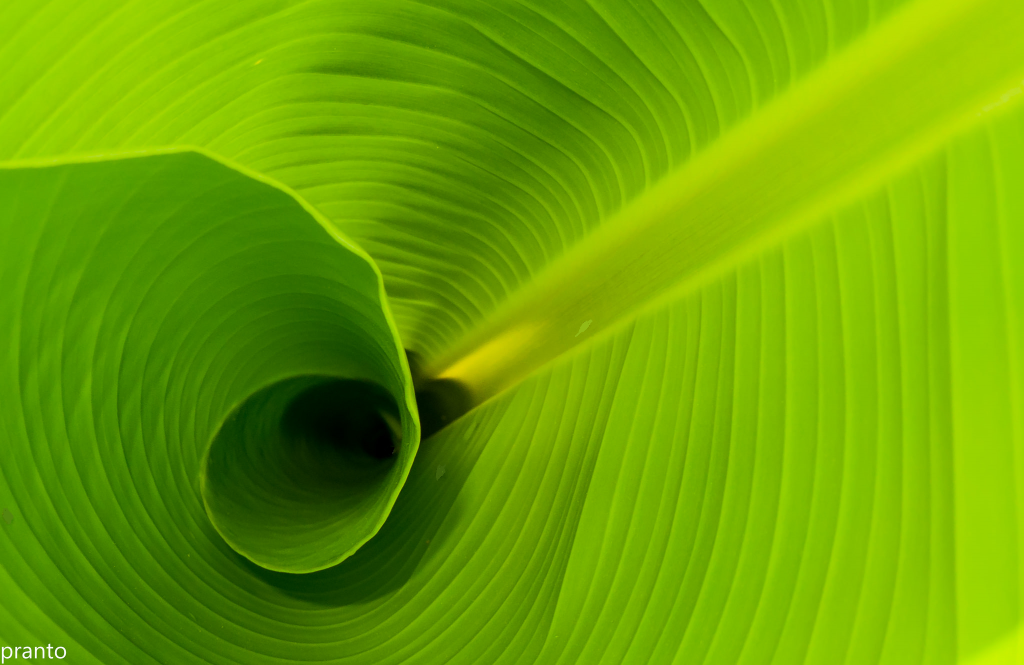 leaf.png