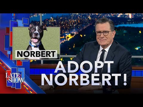 A Day In The Life Of Norbert, The World's Bestest Dog