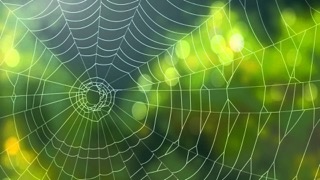 web.jpeg