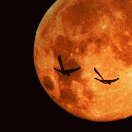 Harvest Moon Celebration