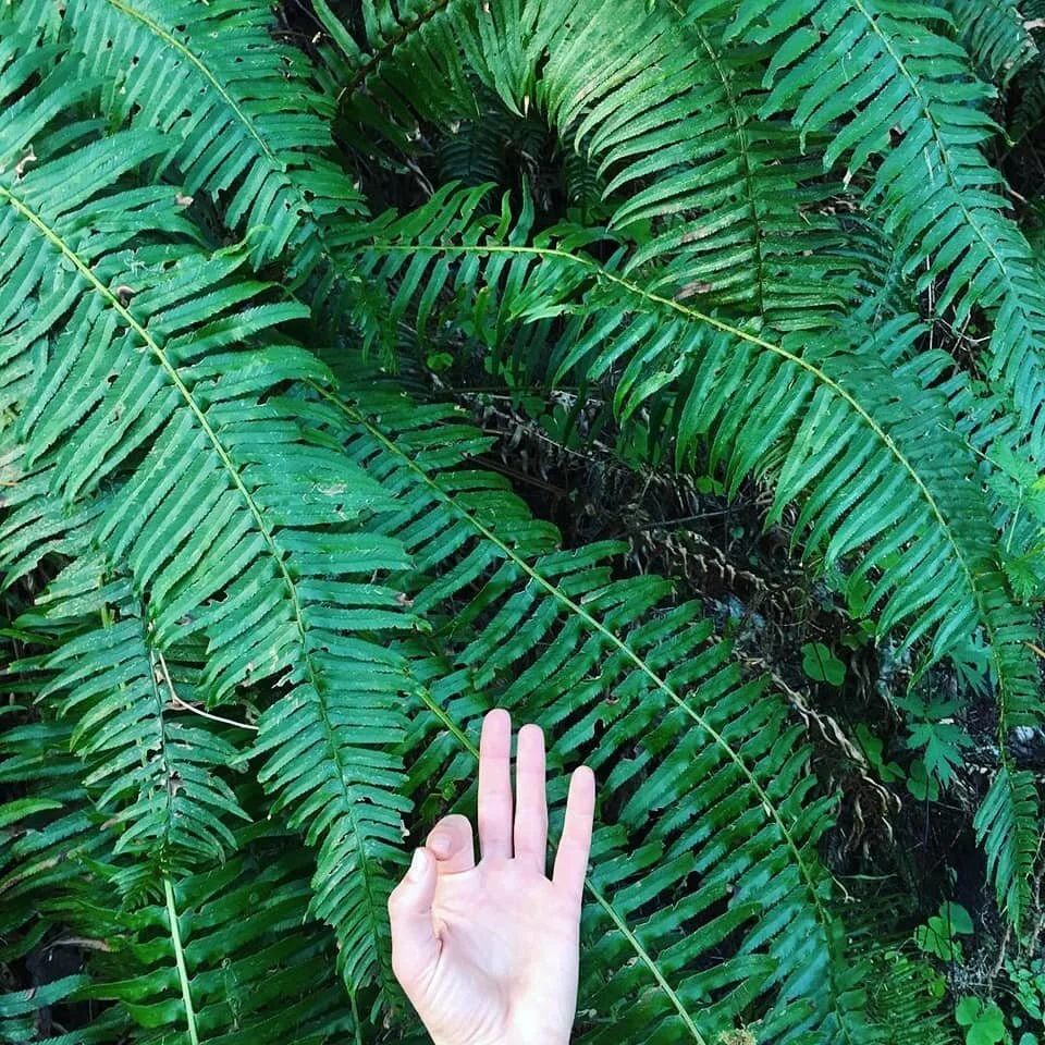 Tu B'Shvat // 'the Jewish Earth Day:' A Special Yoga Practice for Repairing the World