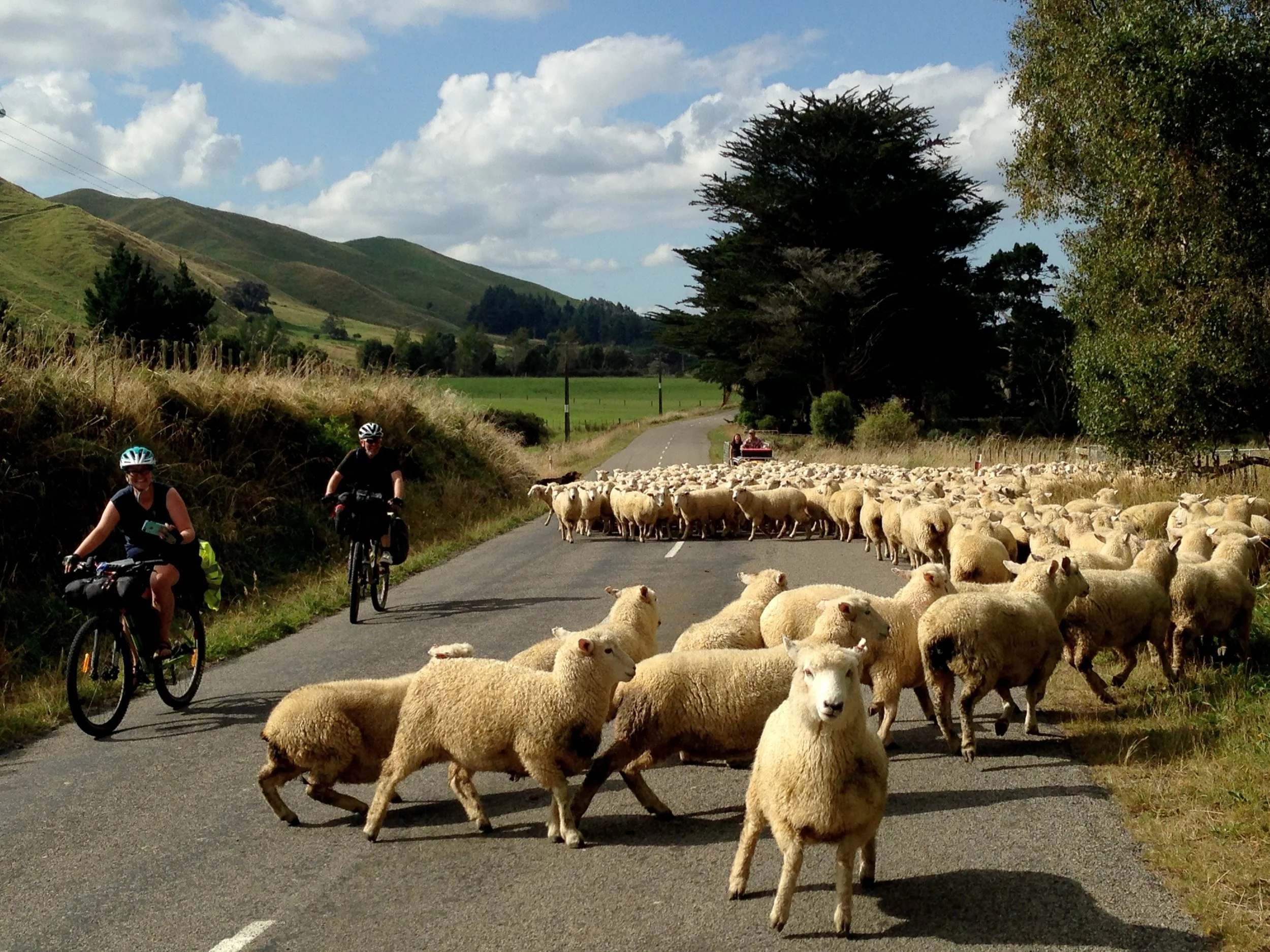 Day 14: Bulls to Eketahuna