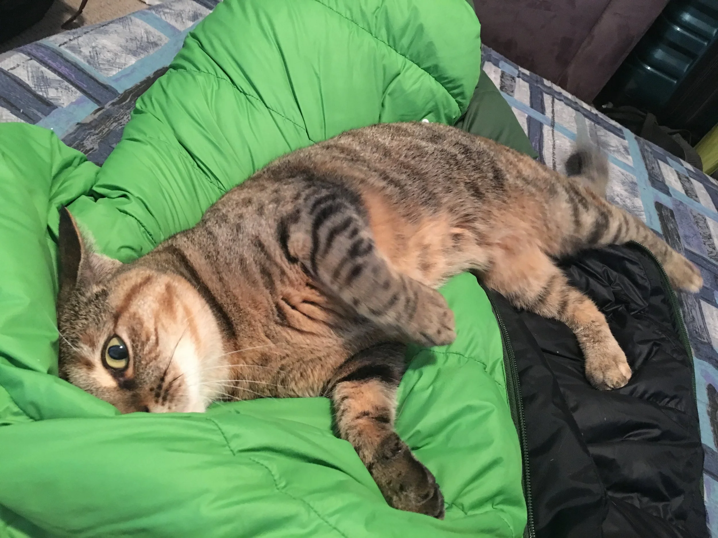 Zoe snuggles 