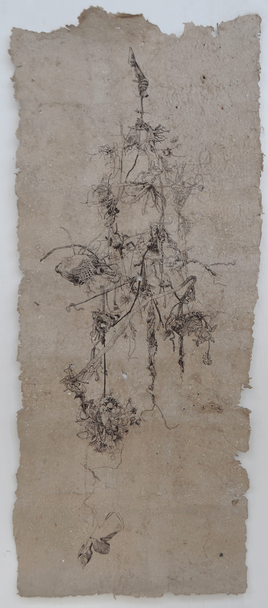 Chalew_Hannah_Understory_Taxonomy_2017_5.gif