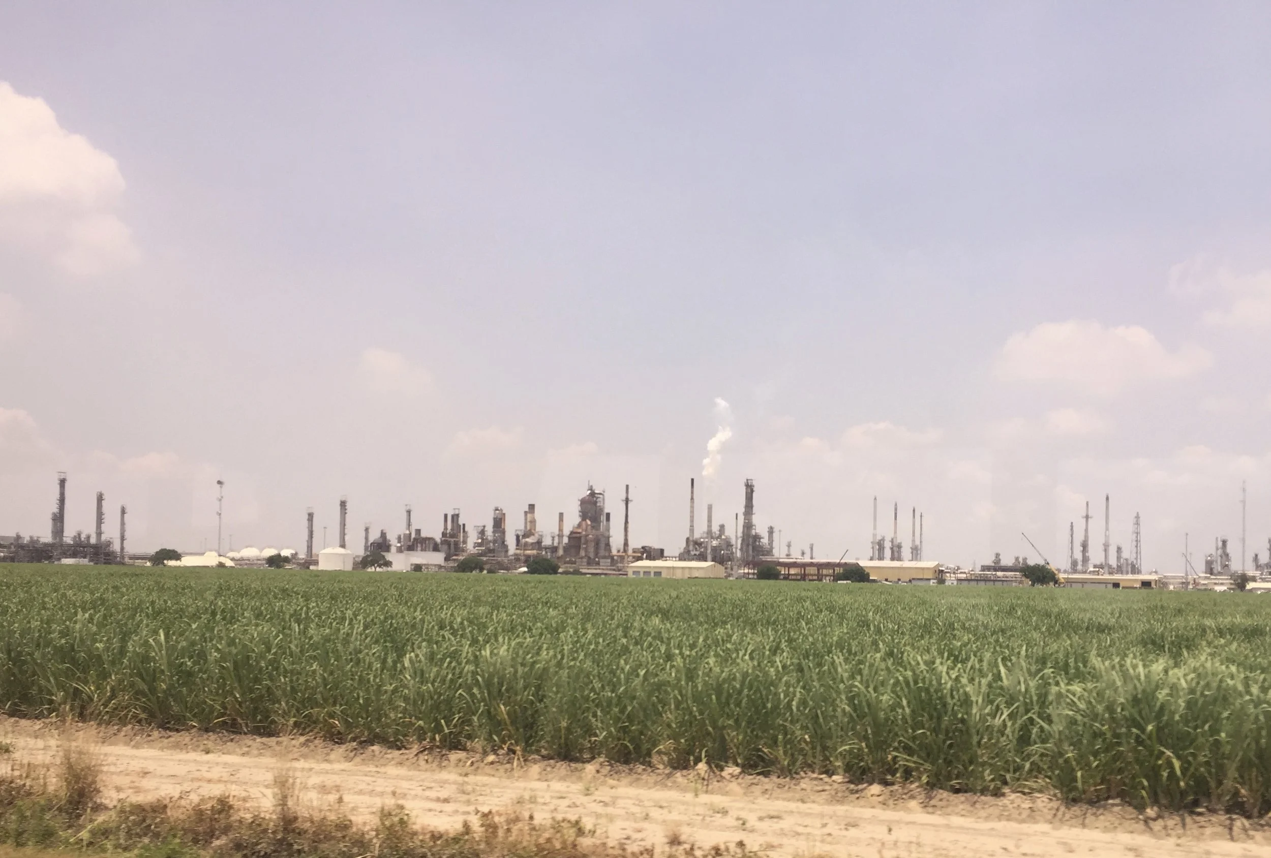 Sugarcane field in front of Shell refinery (Copy)