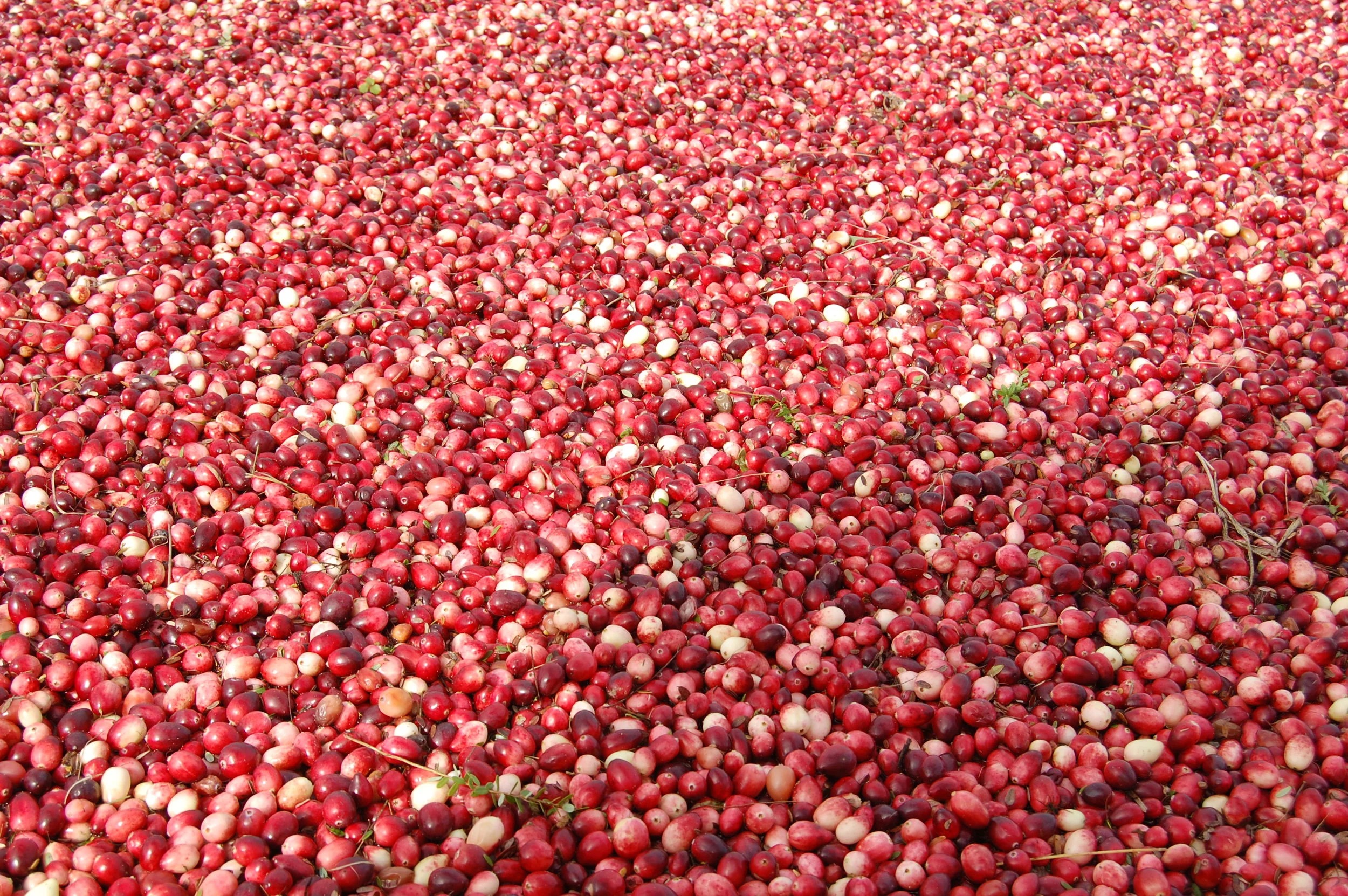 Wisconsin Cranberry Bog 