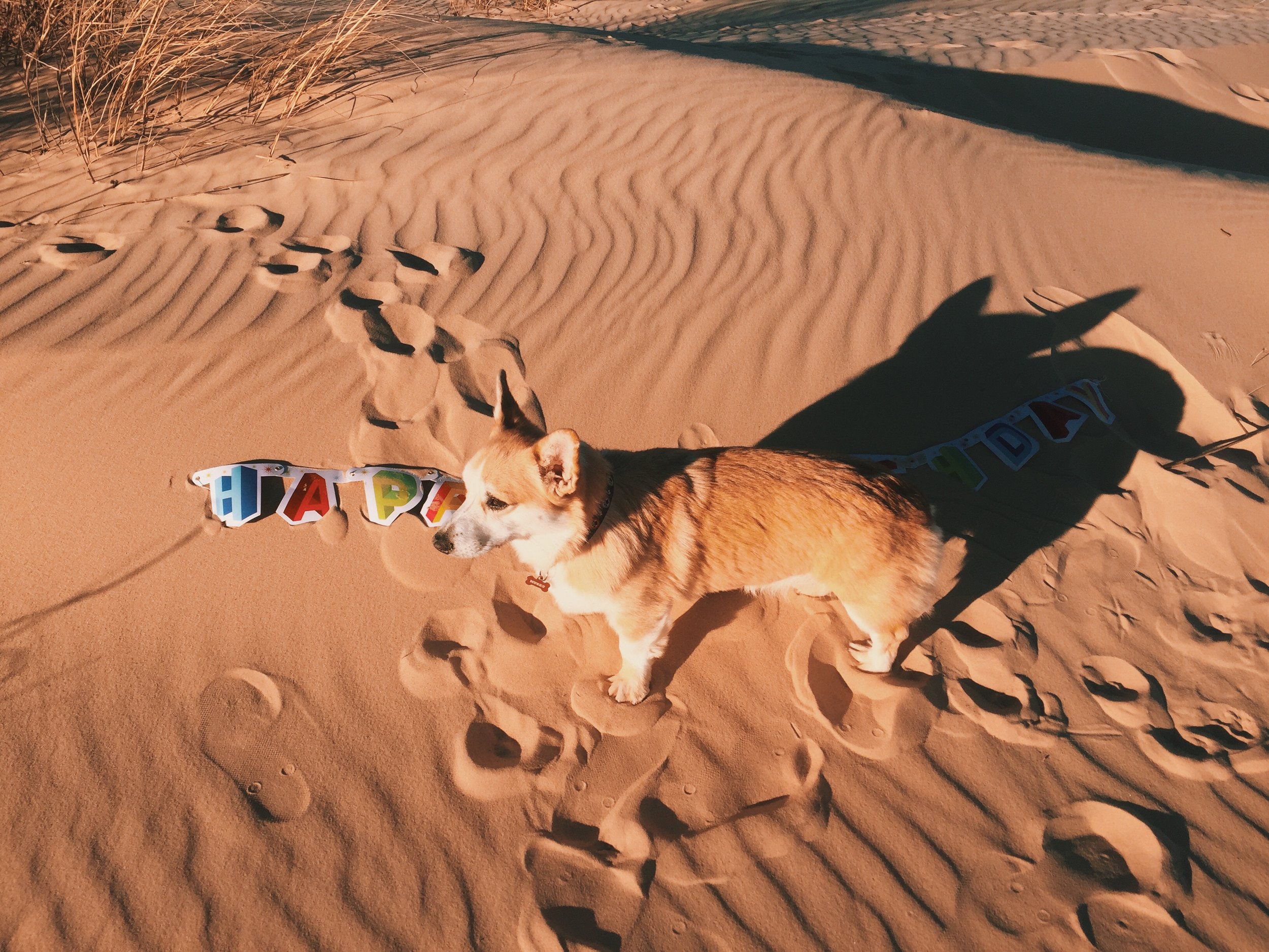Happy birthday, Mushu!! 