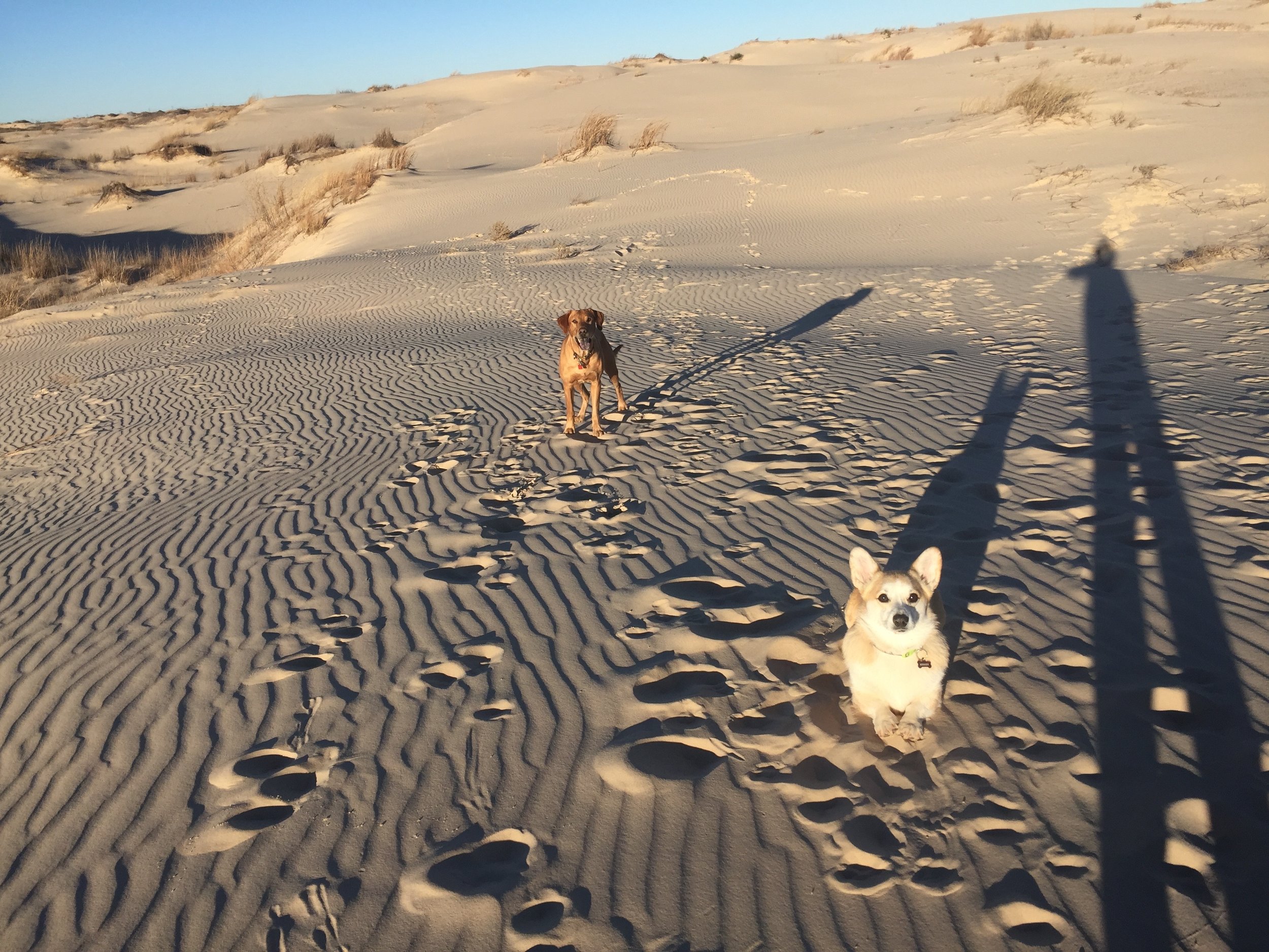 Be the person your dog thinks you are!