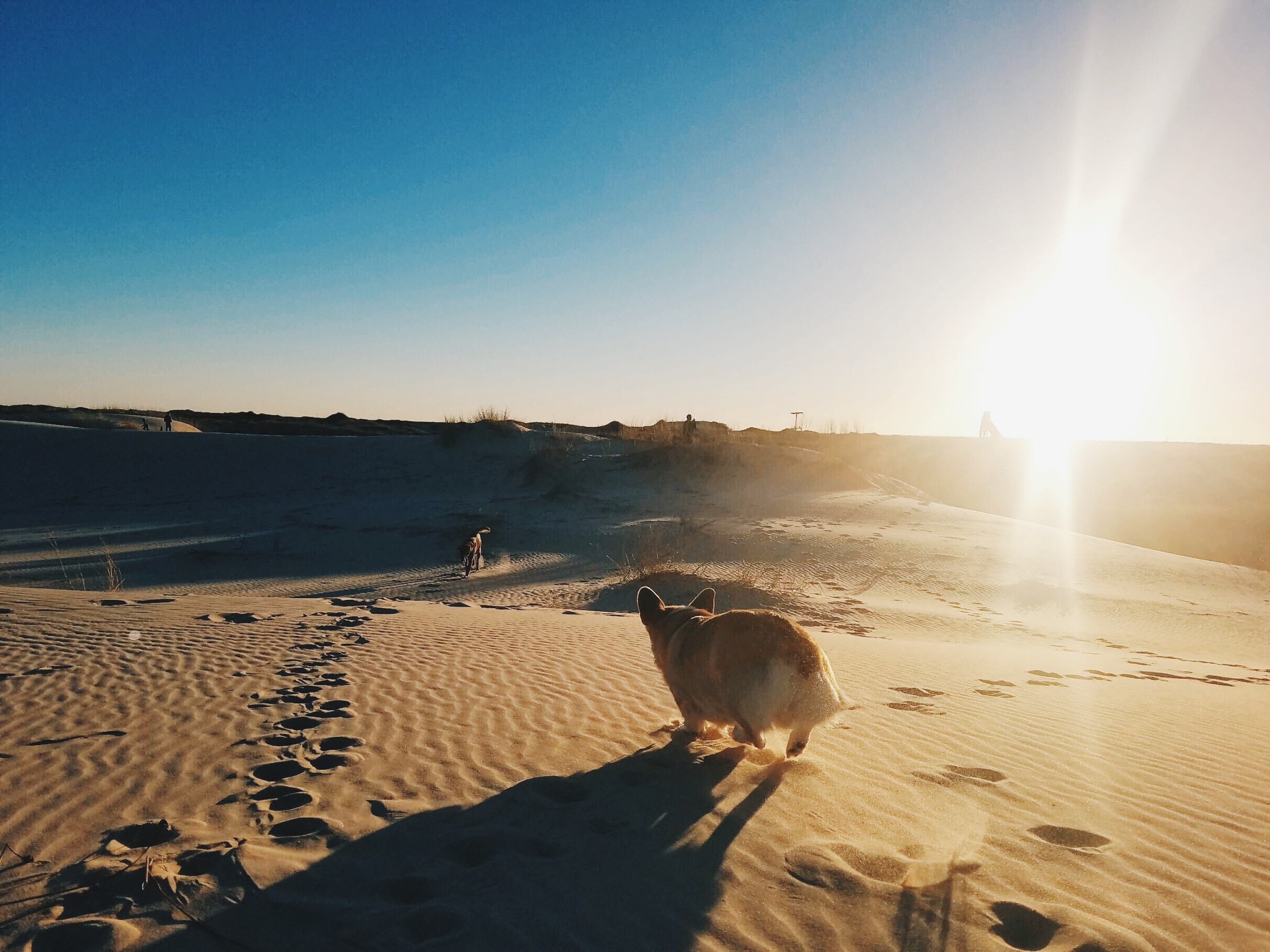 Sunset watching at a nearby state park. (we obviously took the dogs this time^ but not always!)