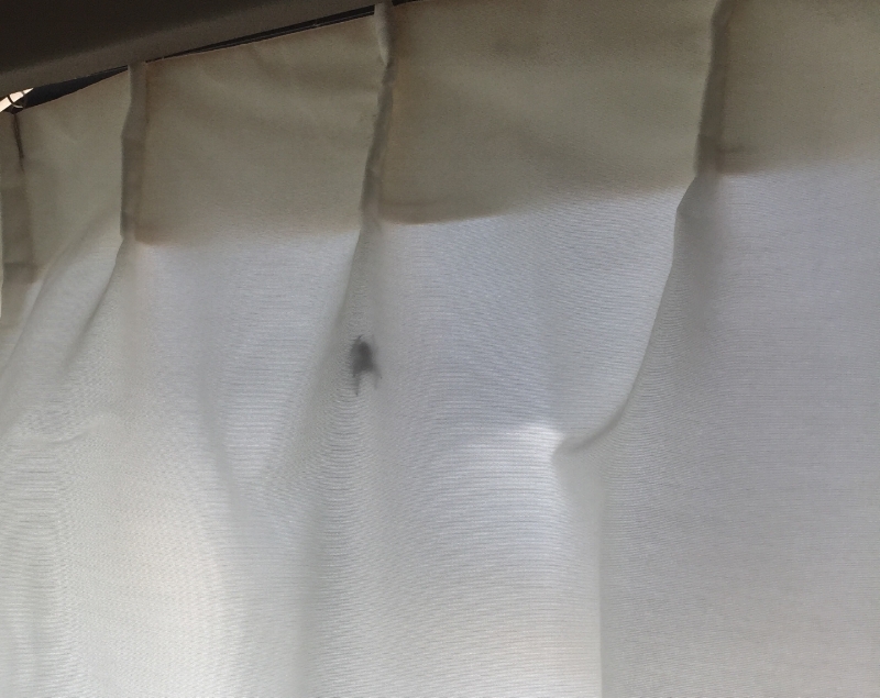 The first (and LARGEST) of the four spiders I've murdered the past month. *Add a giant hornet to my murder-list as of today. UGH