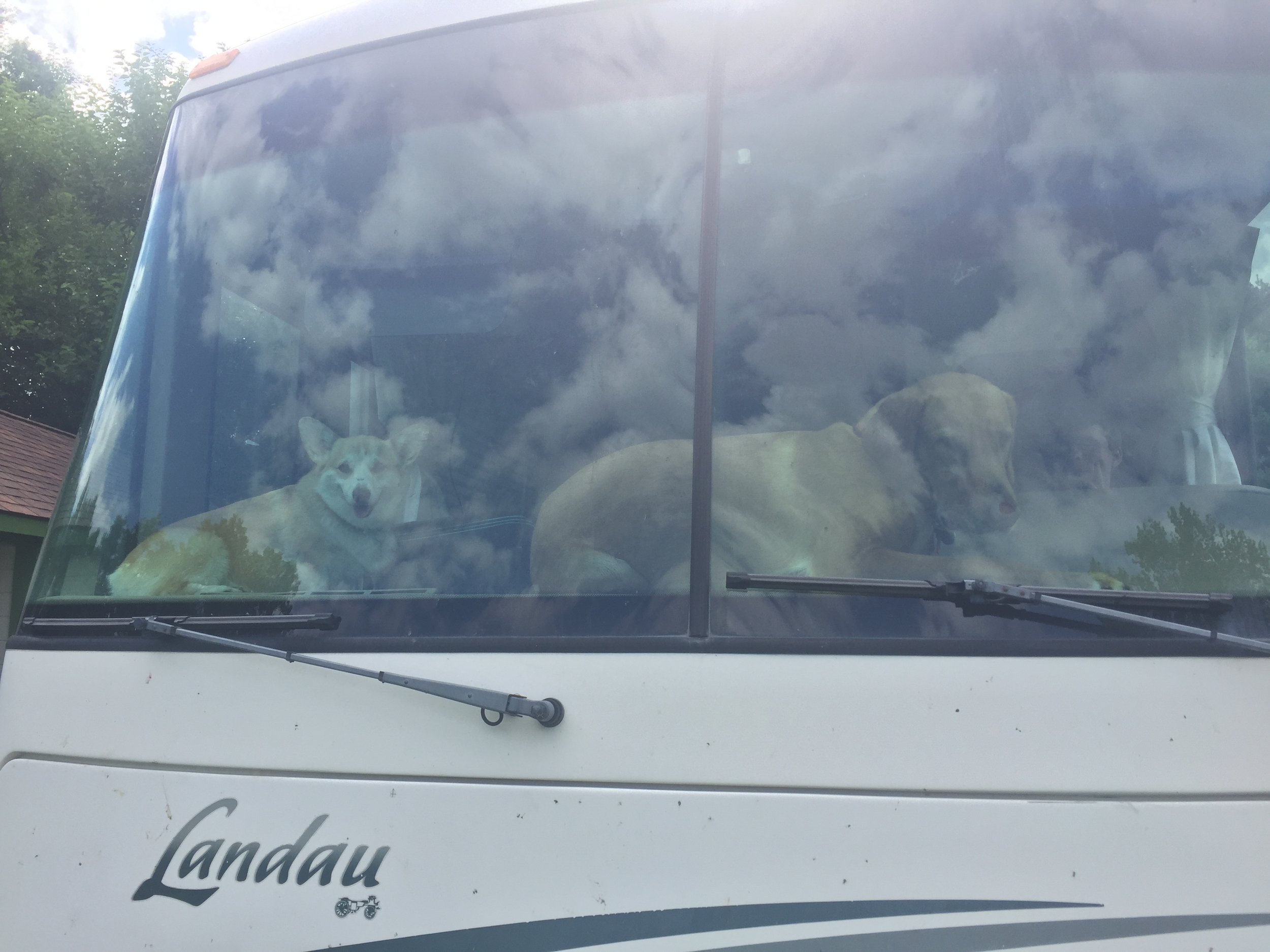 Puppies sunning themselves on the dash before we put up the sun-shade (:
