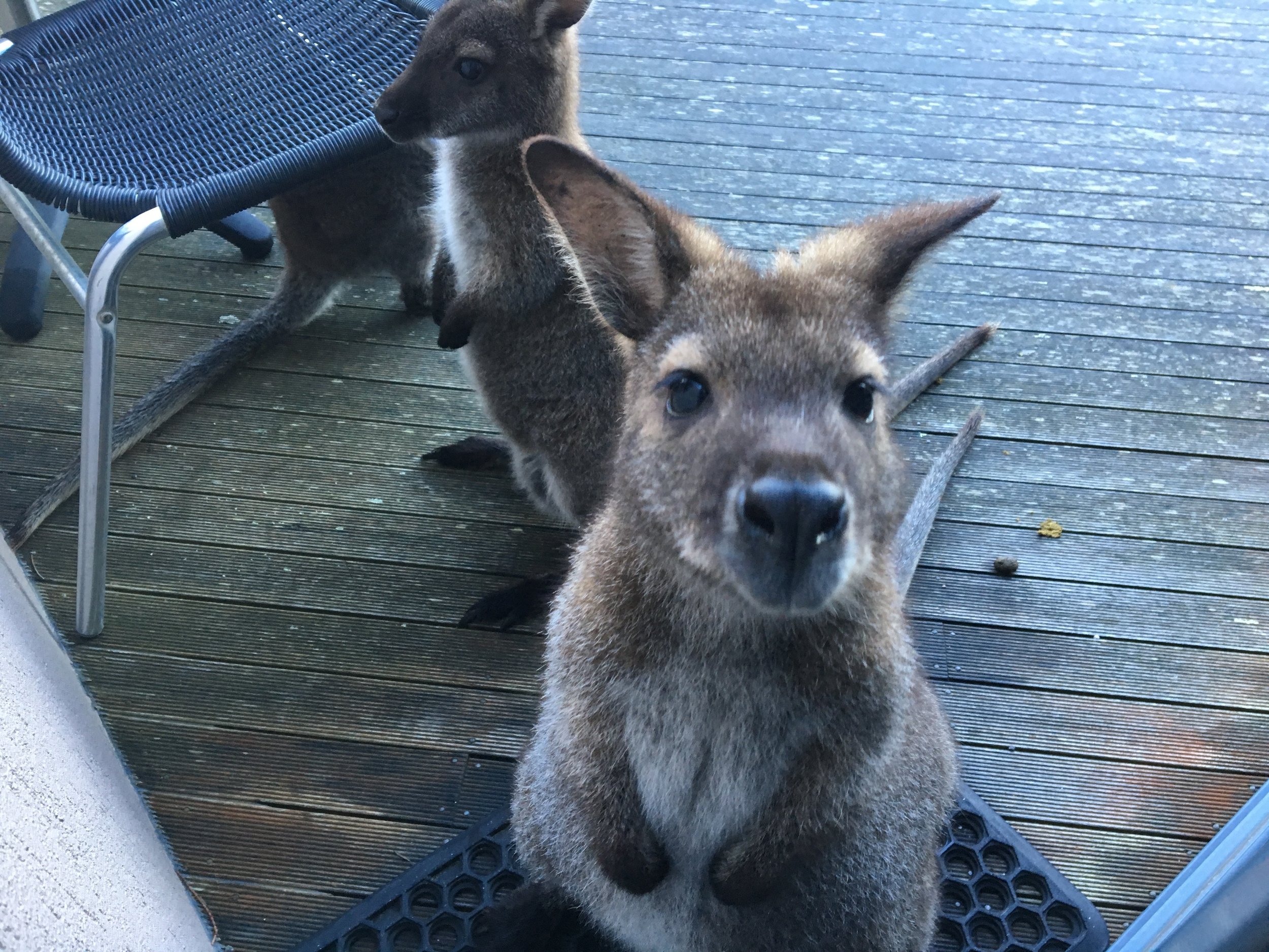 Wallabies