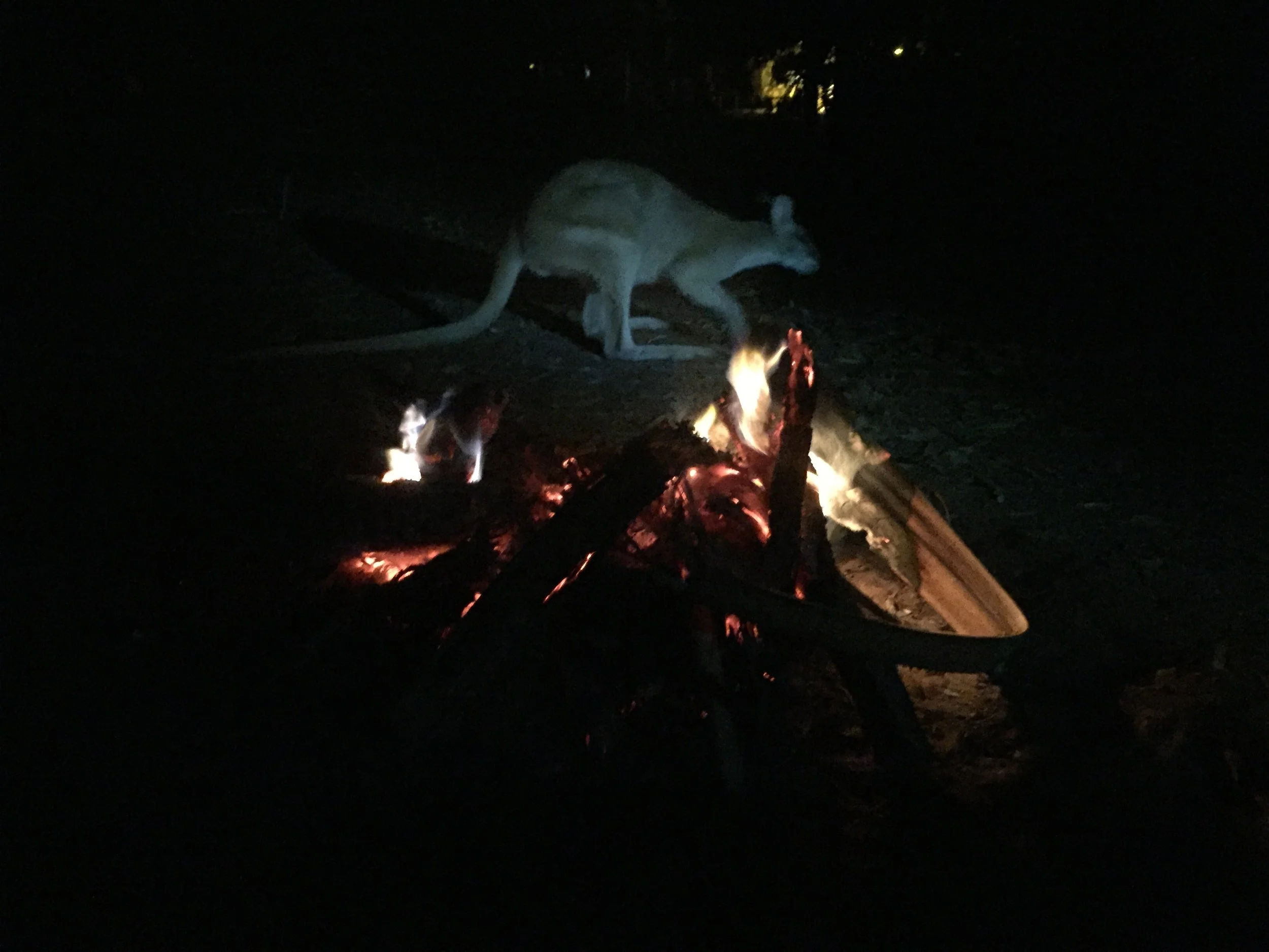 Kangaroo