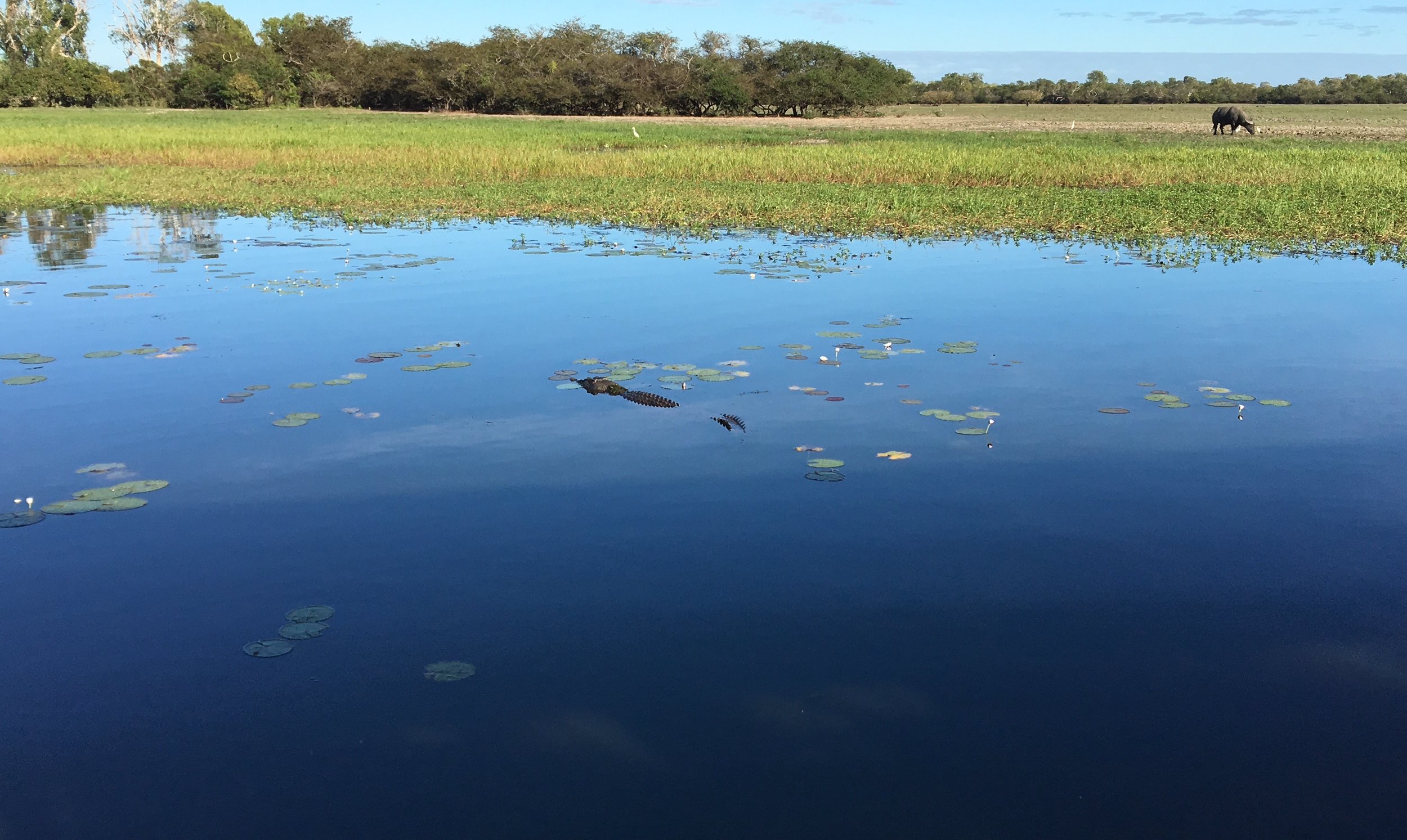 Lurking crocodile