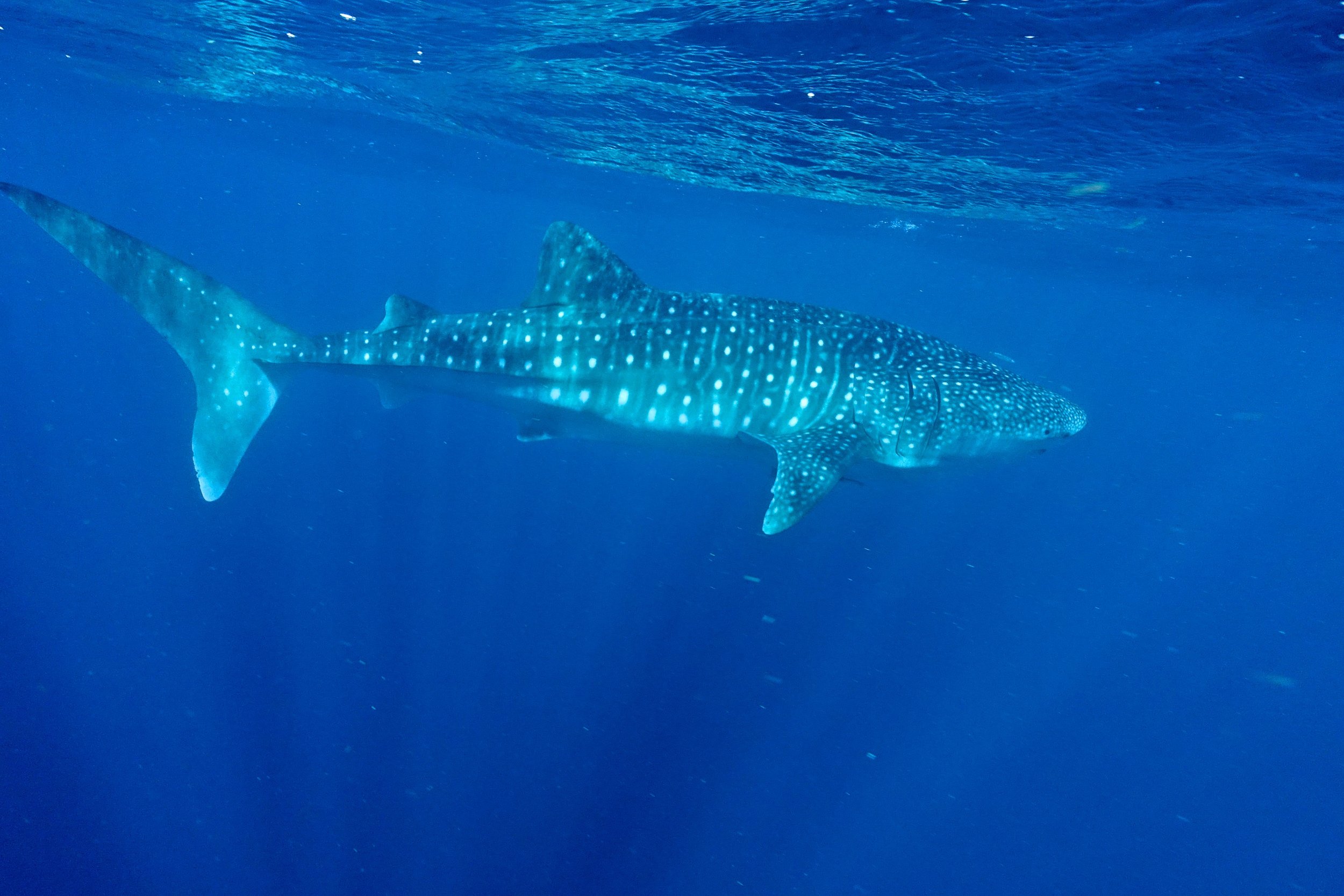 Whale Sharks