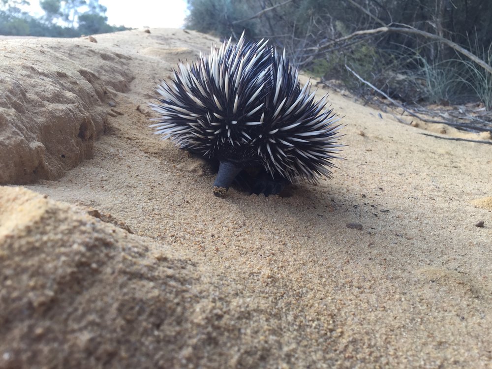 Echidna