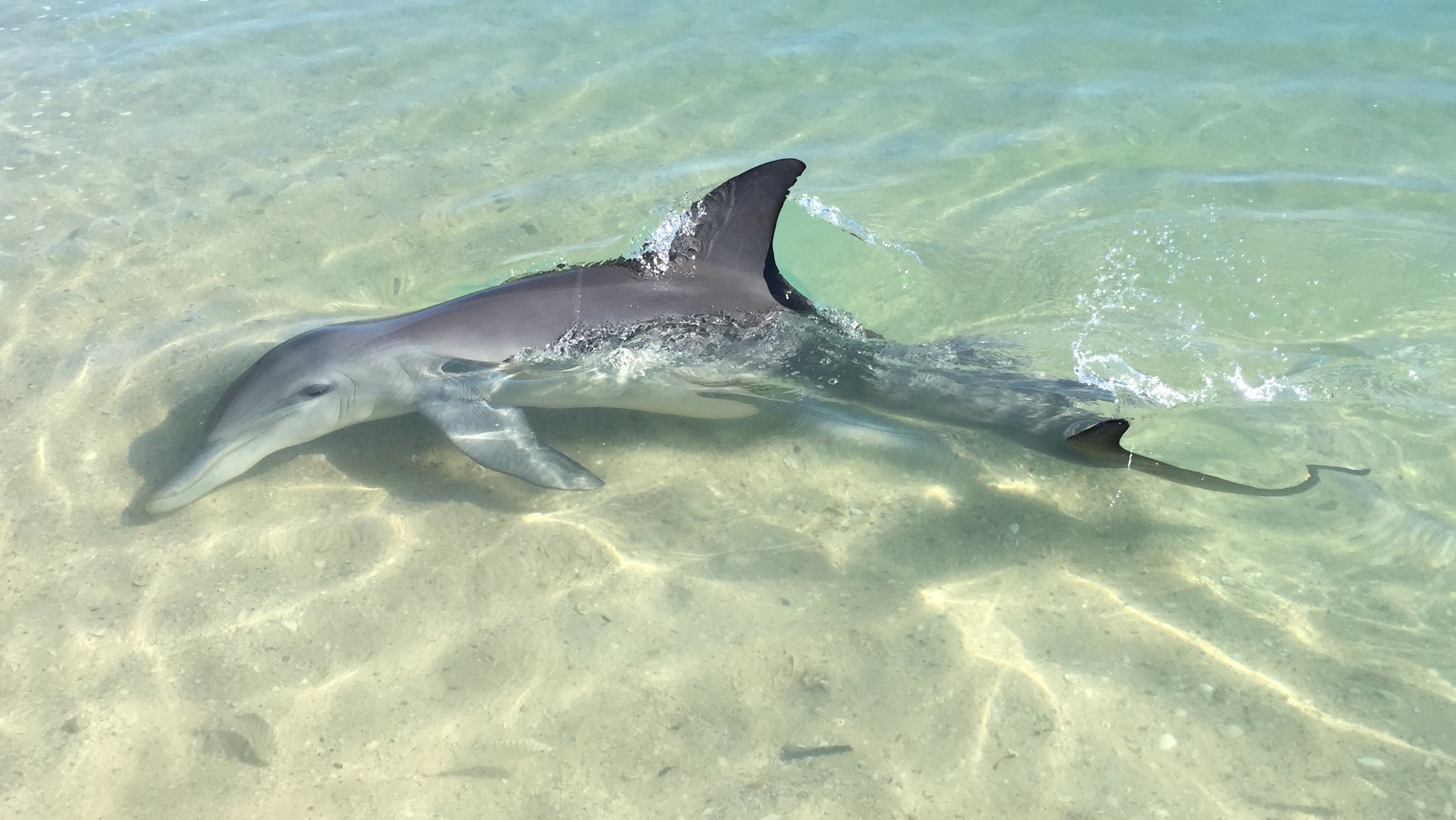 Dolphins right on the beach