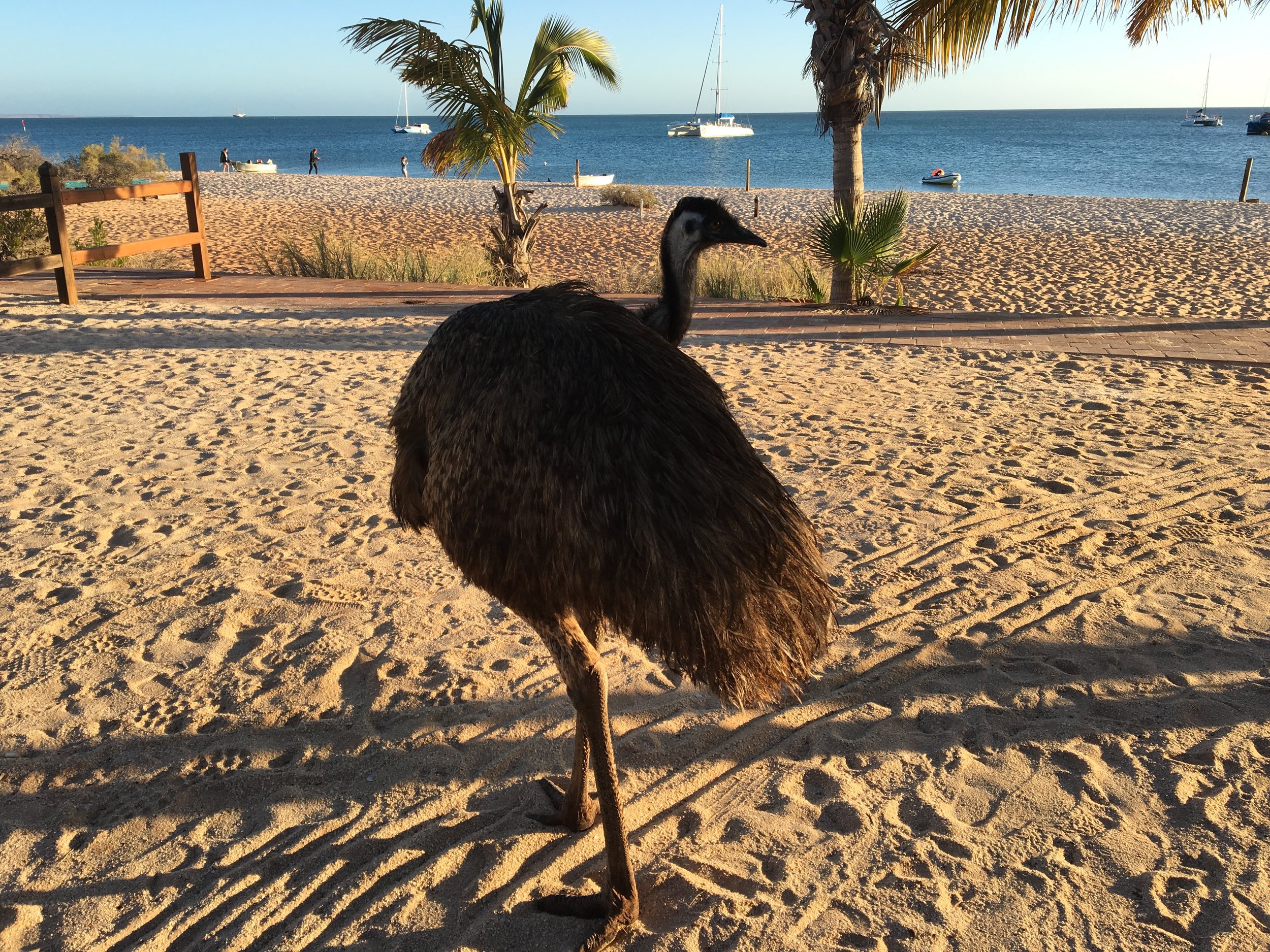 Emu