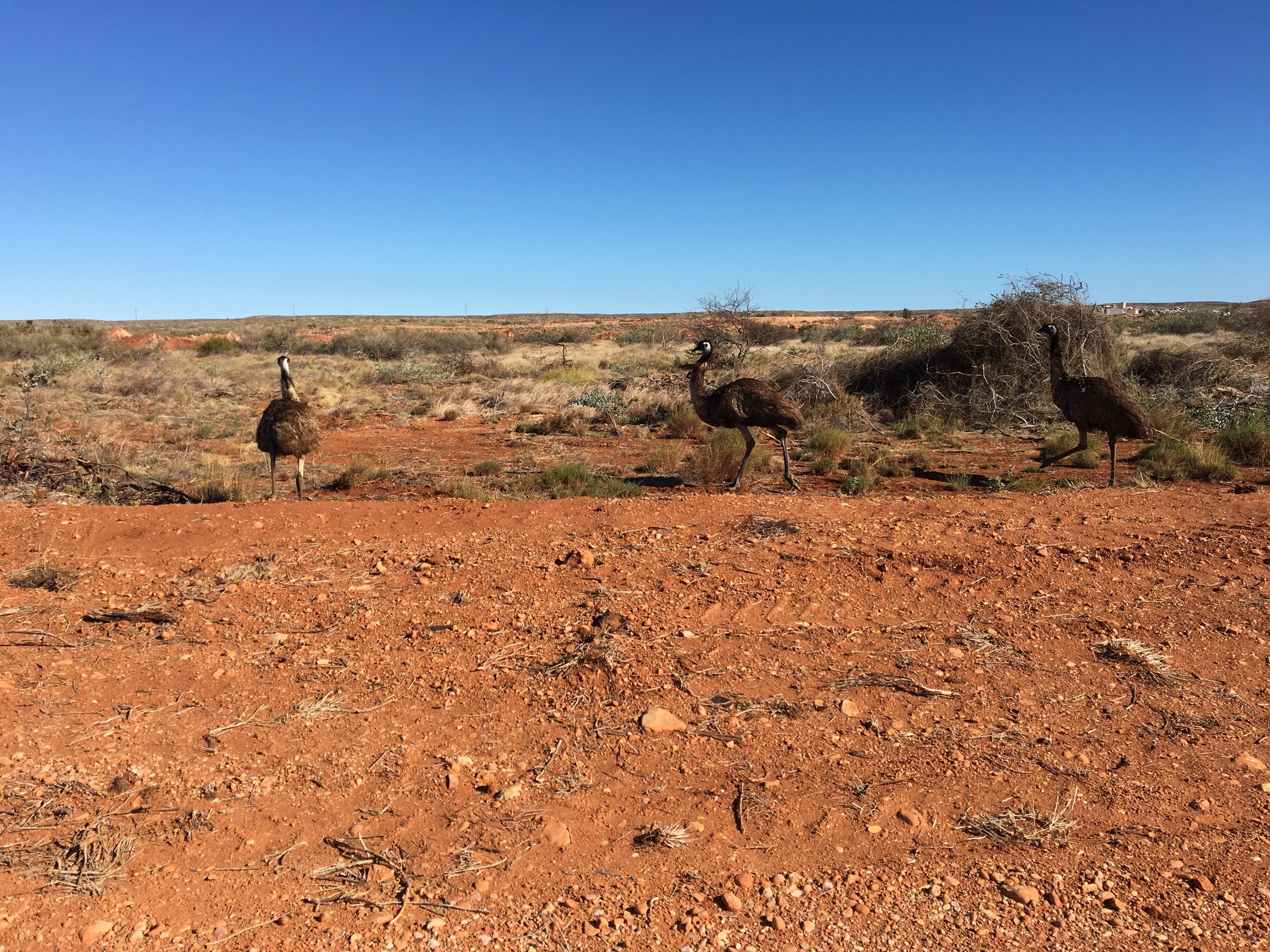 Emus