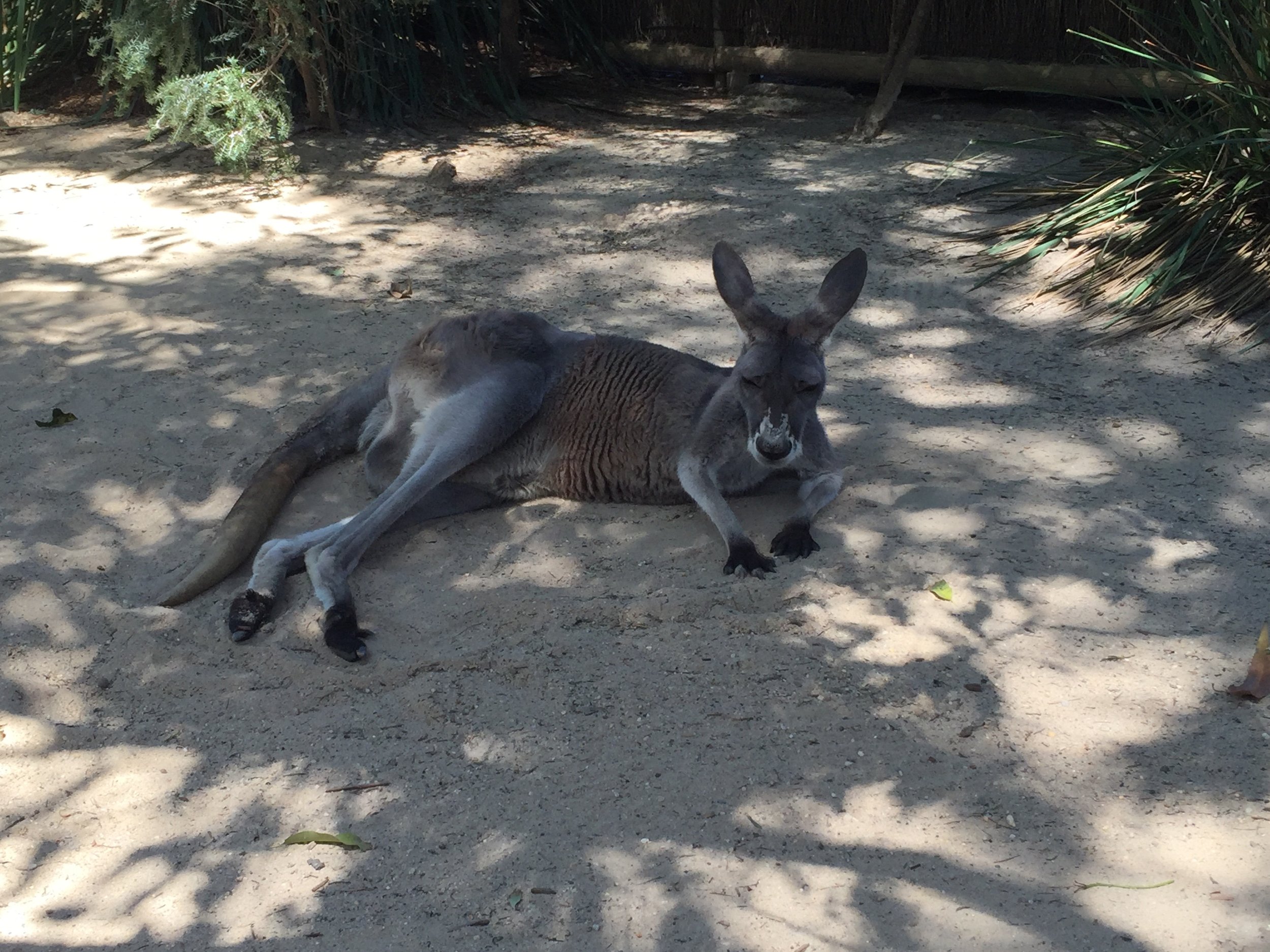 Kangaroo