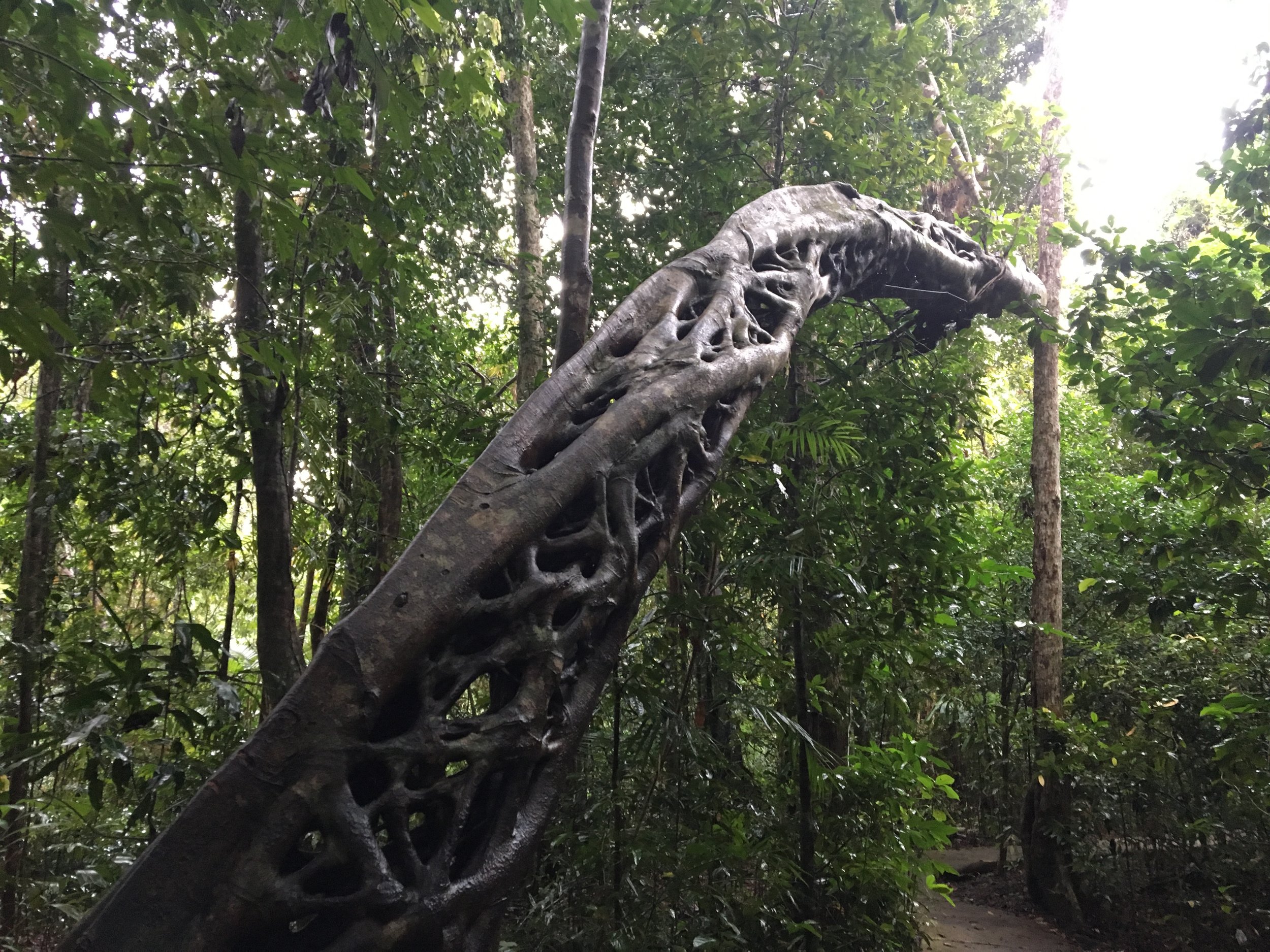 Daintree Rainforest