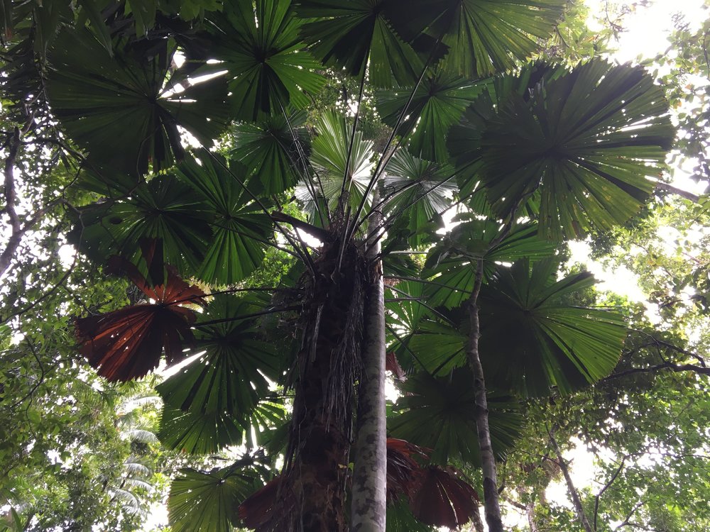 Daintree Rainforest