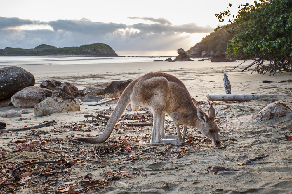 Cape Hillsborough