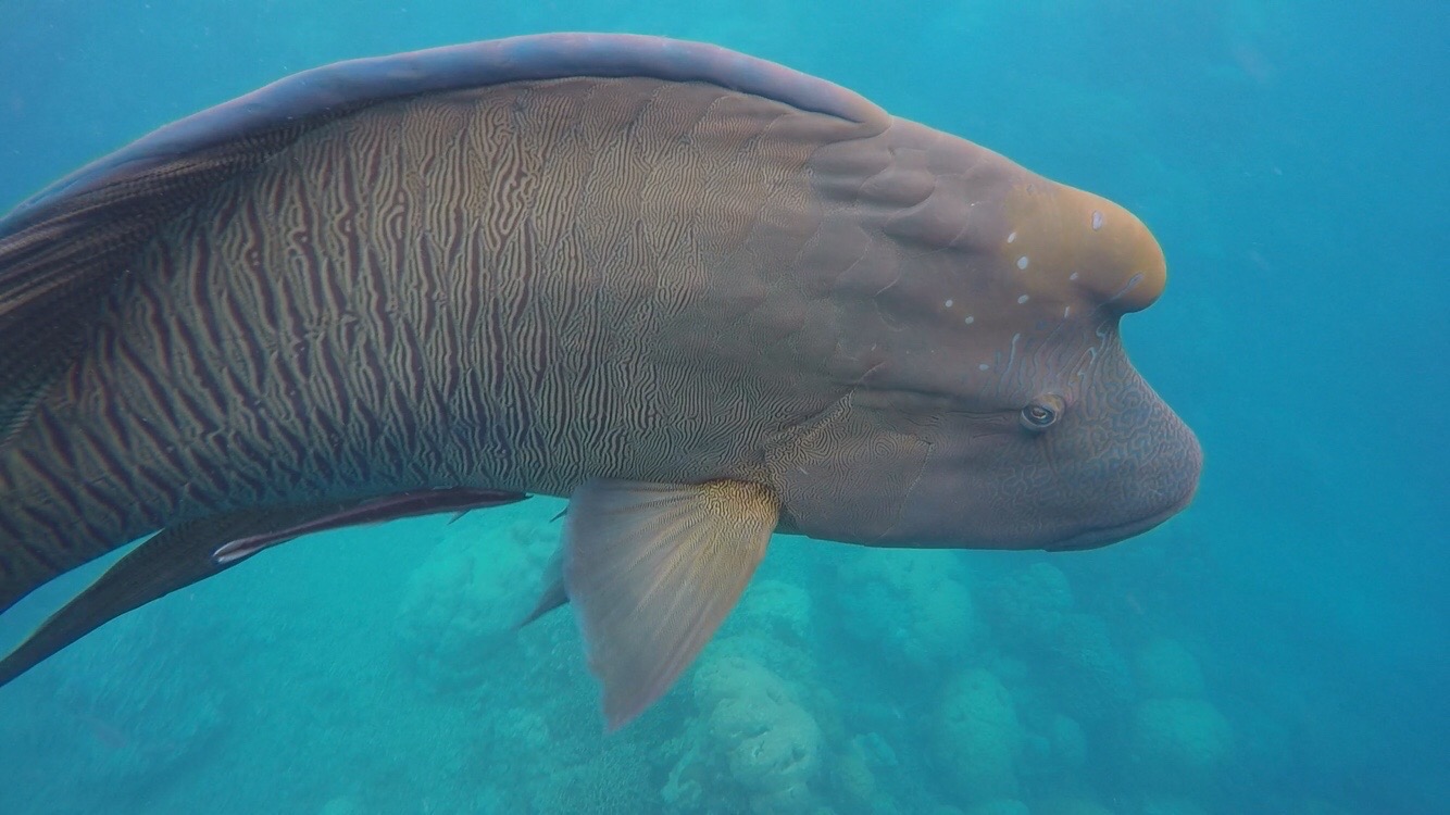 Maori Wrasse 