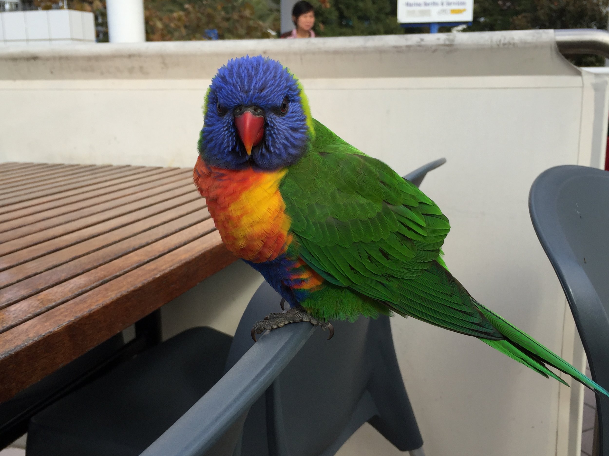 Rainbow Lorikeets