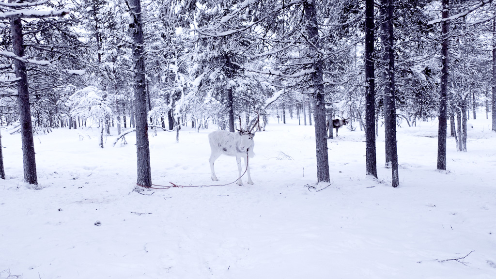 Reindeer lapland.jpg