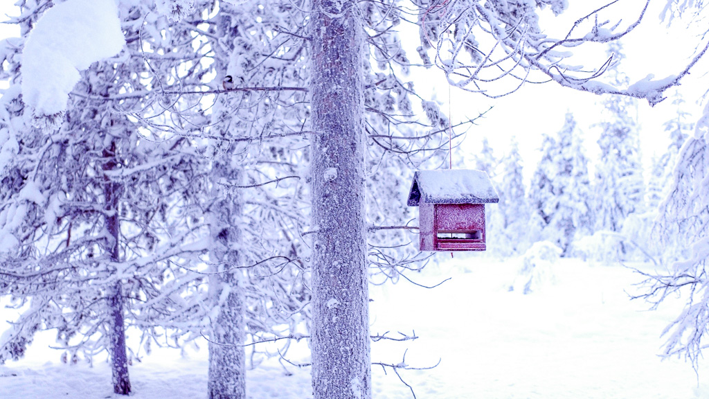 winter wonderland bird house.jpg