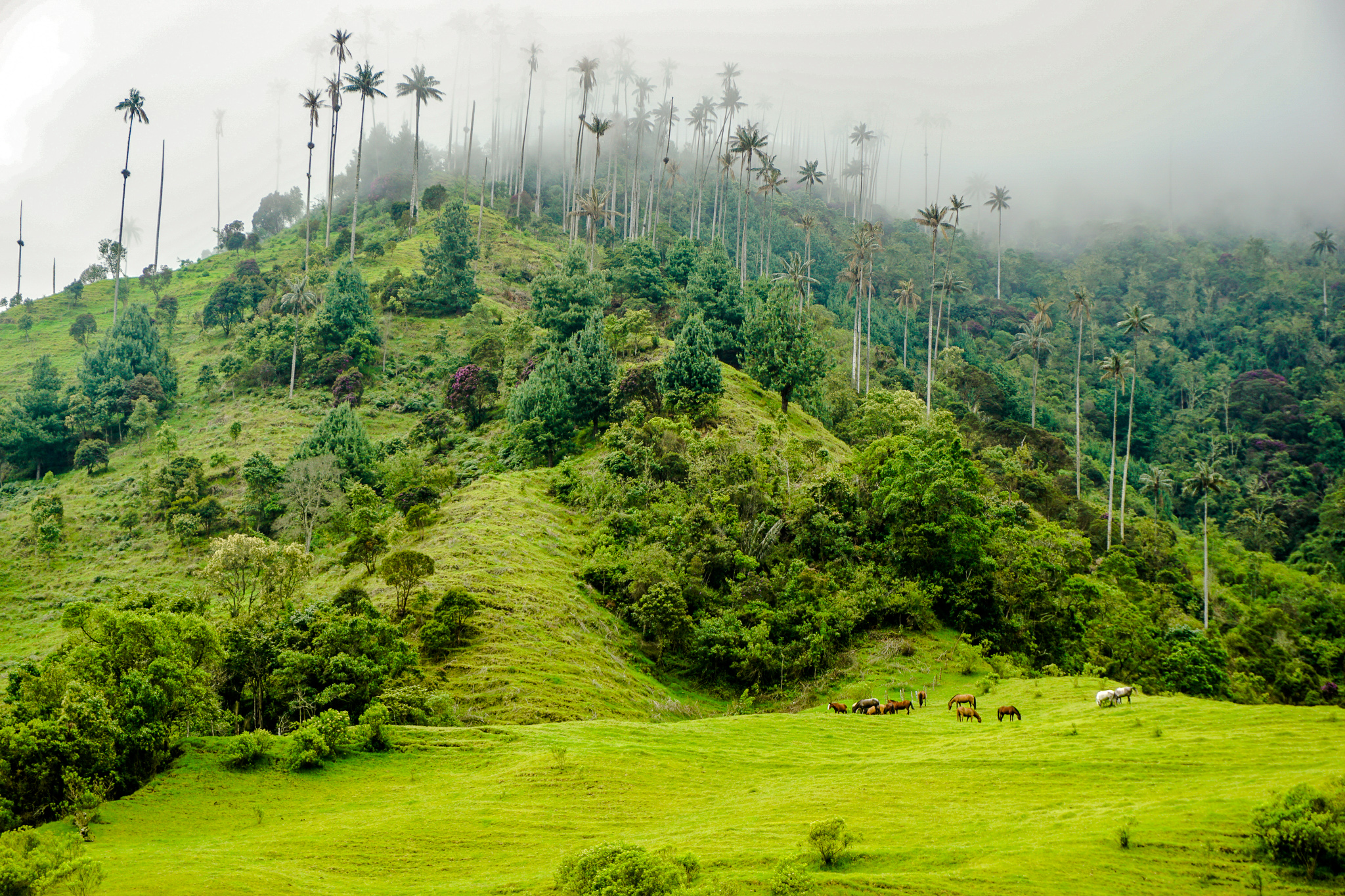 Cocora Valley