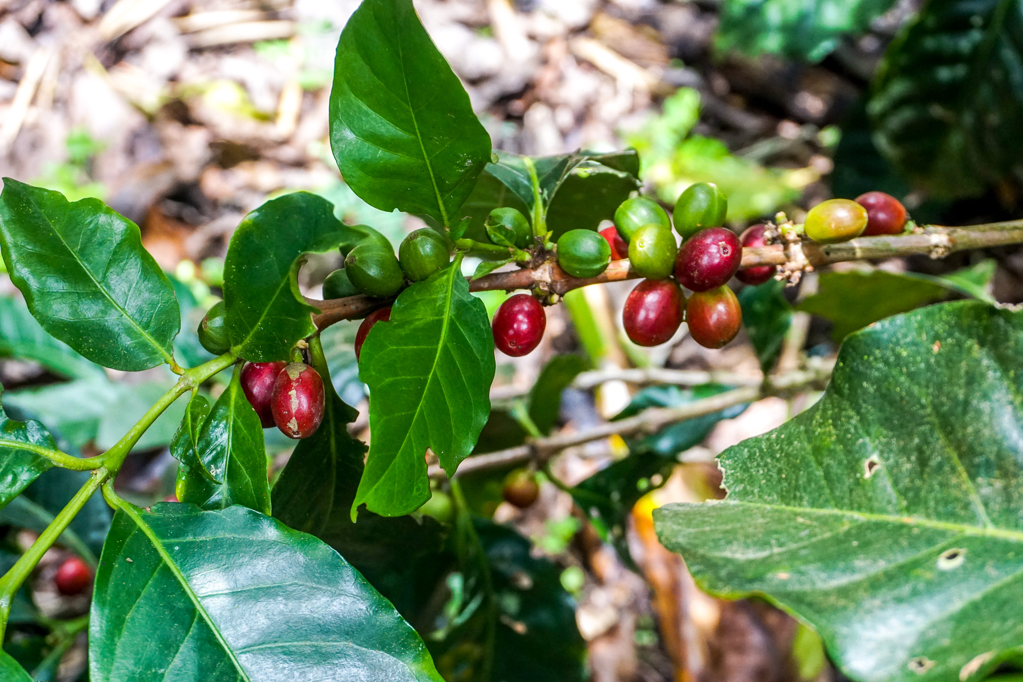 Coffee cherries