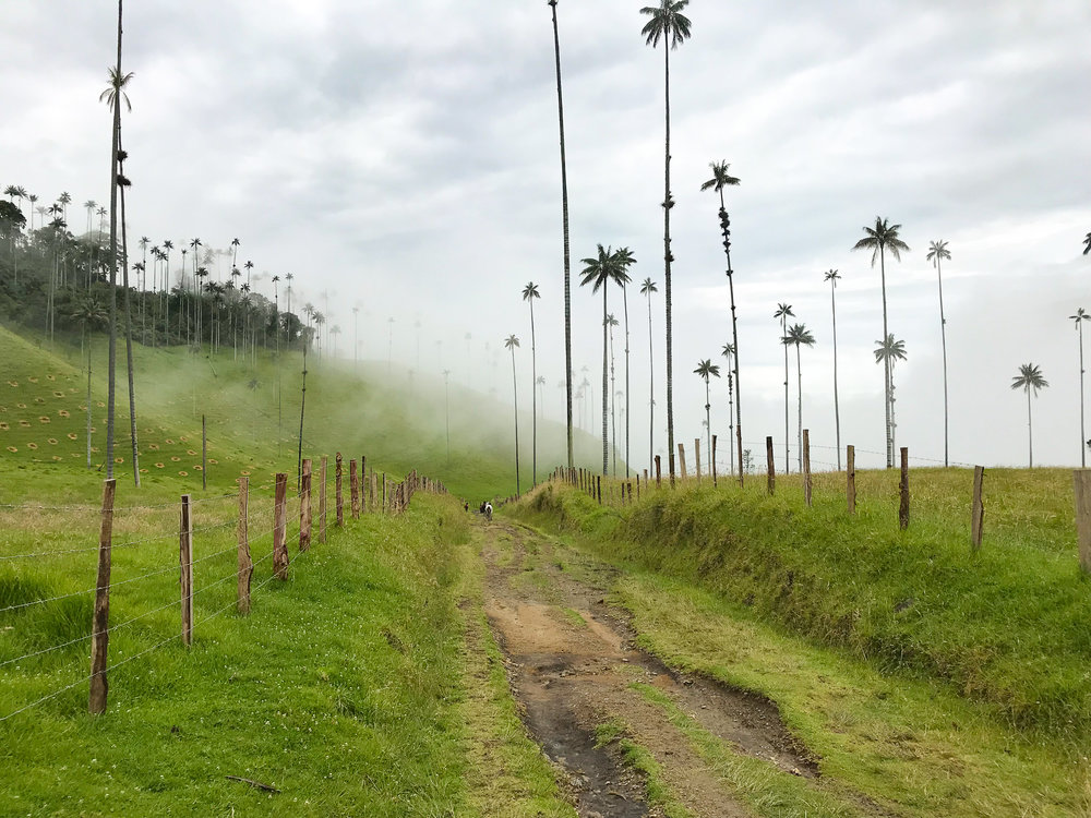 Cocora Valley